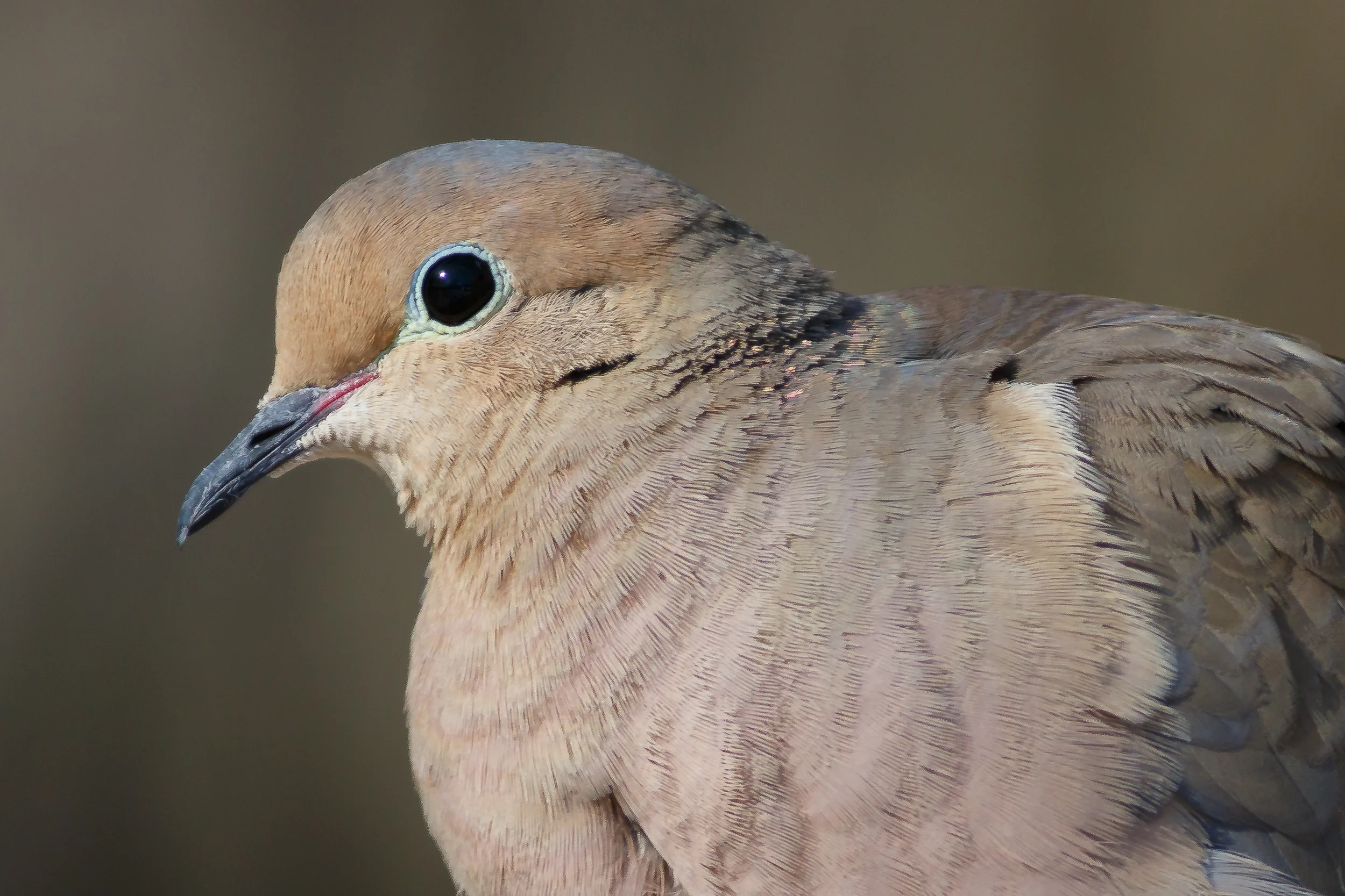 Mourning Dove