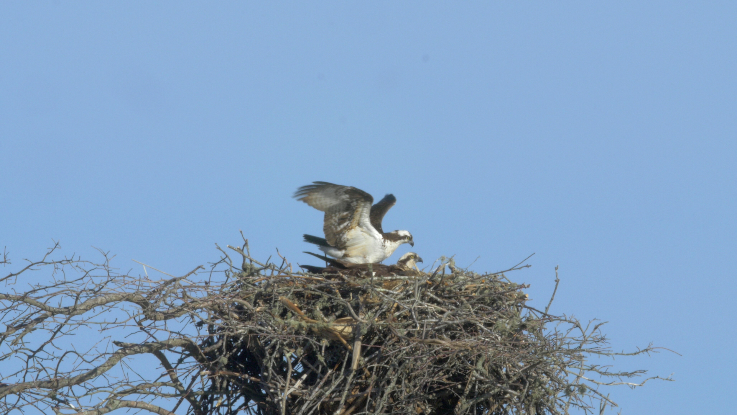 Osprey Video