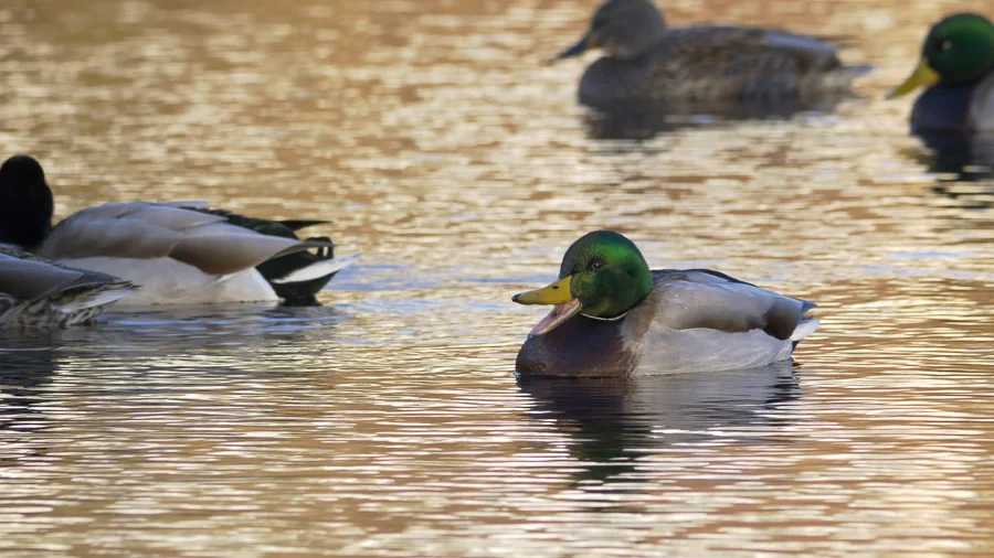 Angry Duck