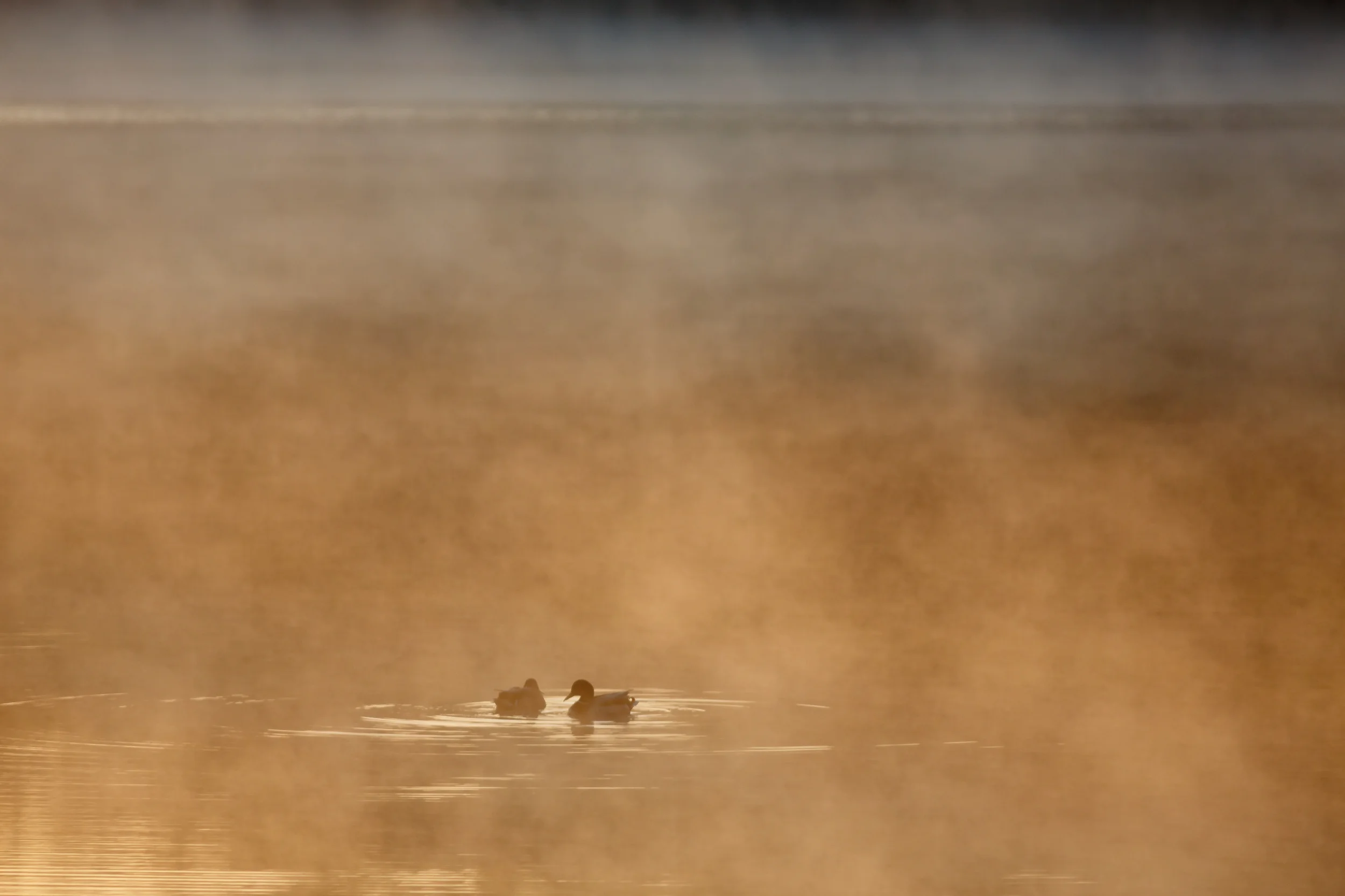 Ducks in the Mist