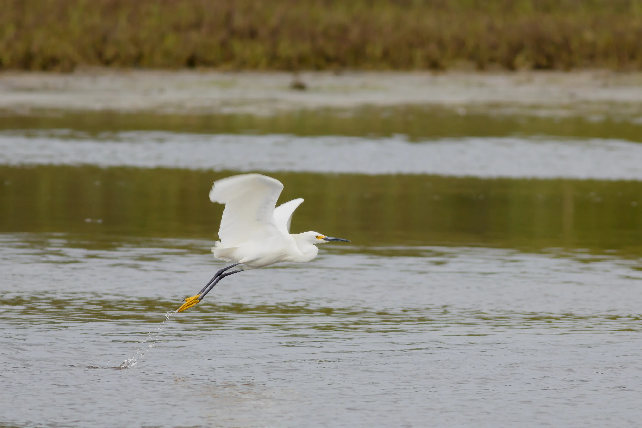 Snowy Egrets