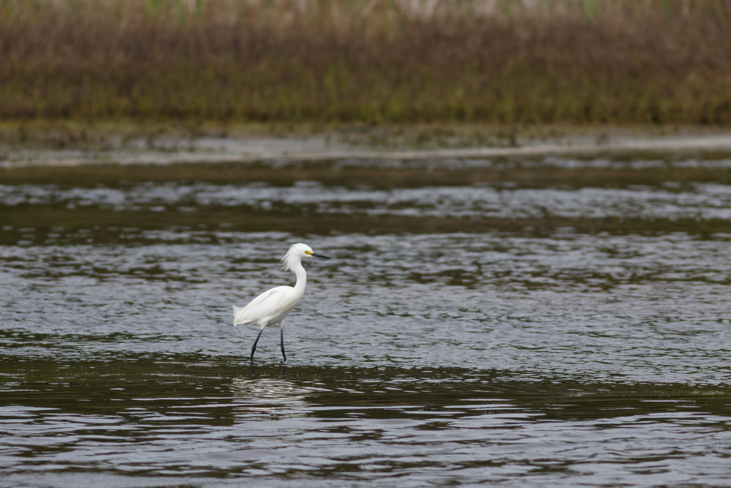 Parker River May 2015-7788.jpg