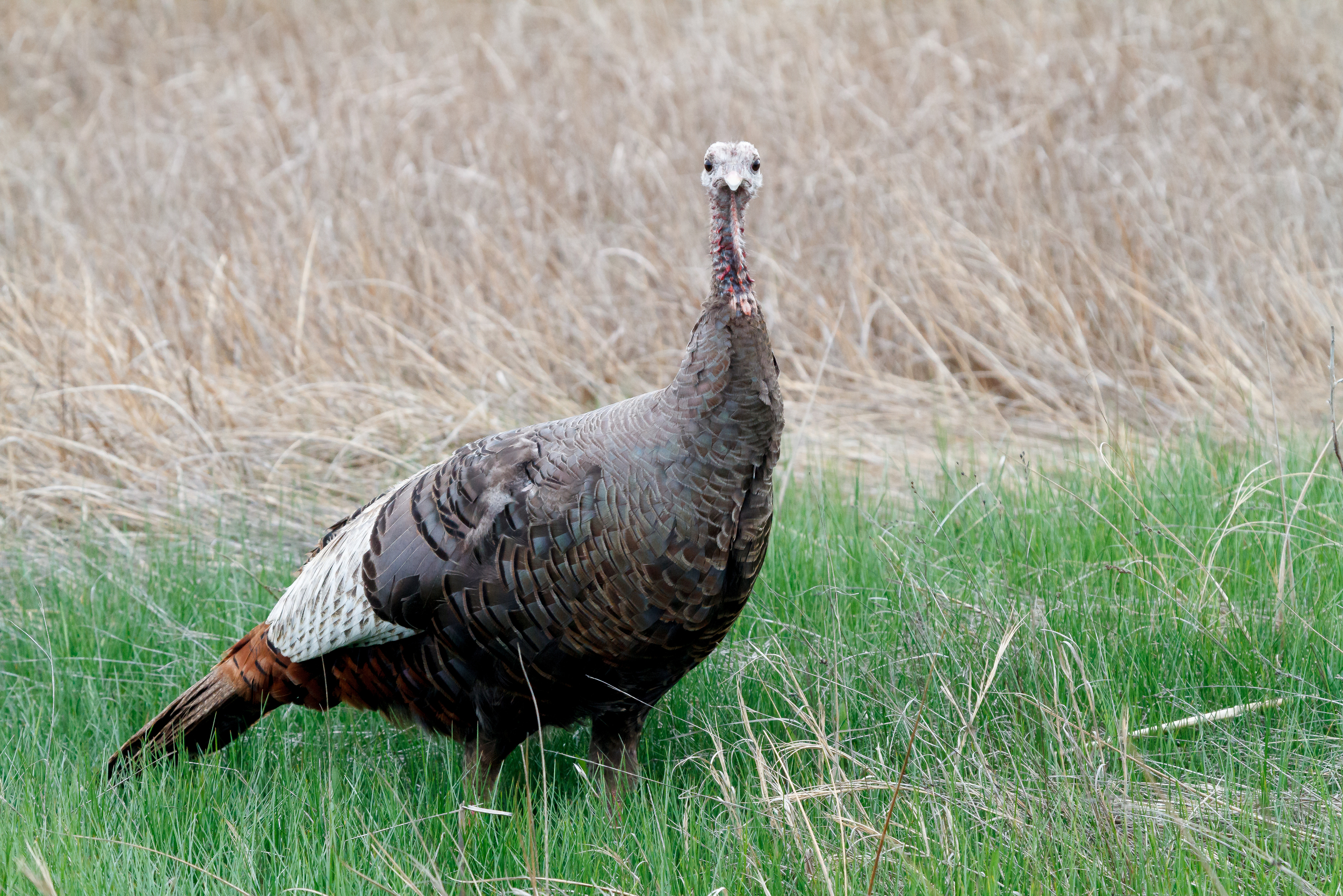 Tips for a Great Turkey Shoot