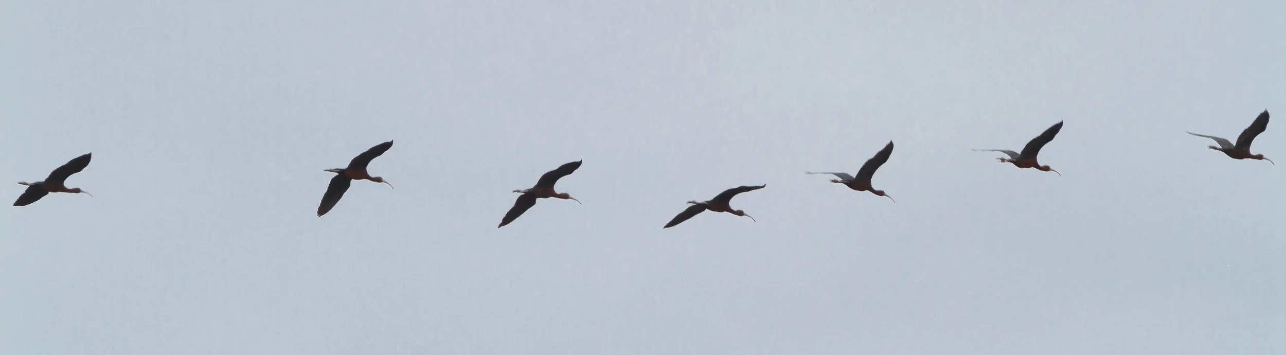 I'm guessing these are Whimbrel . Post in the comments if you can identify these birds. Thanks! Click on the image to enlarge it. The body of the bird looks like it could be red. 