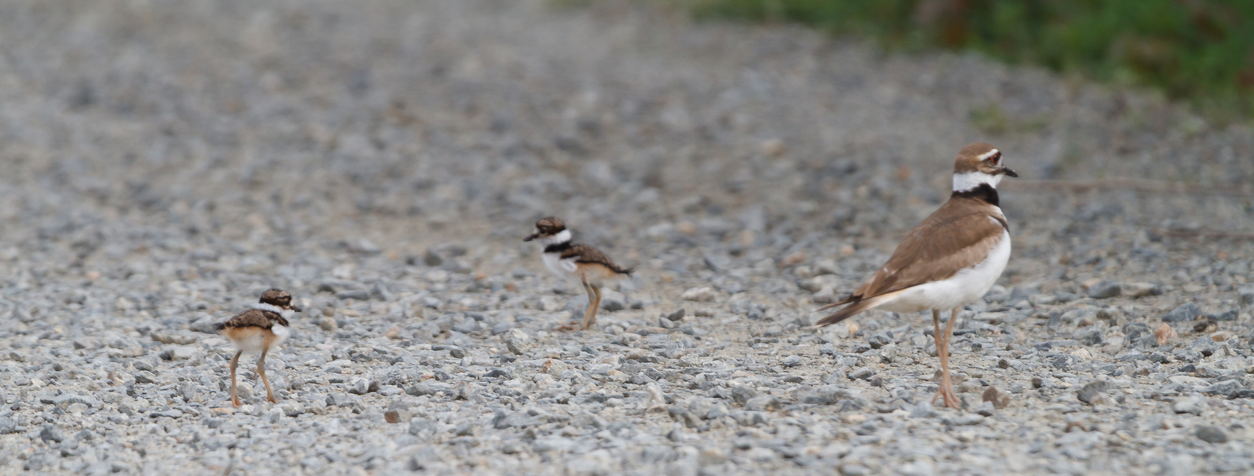 Killdeer