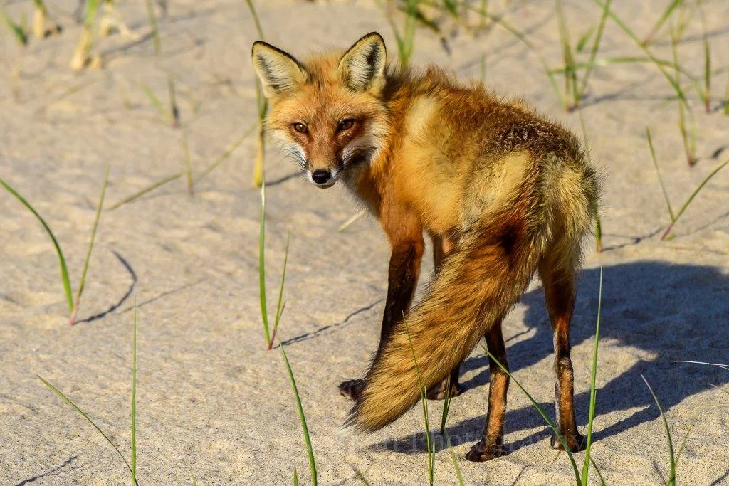 Red Fox Mother