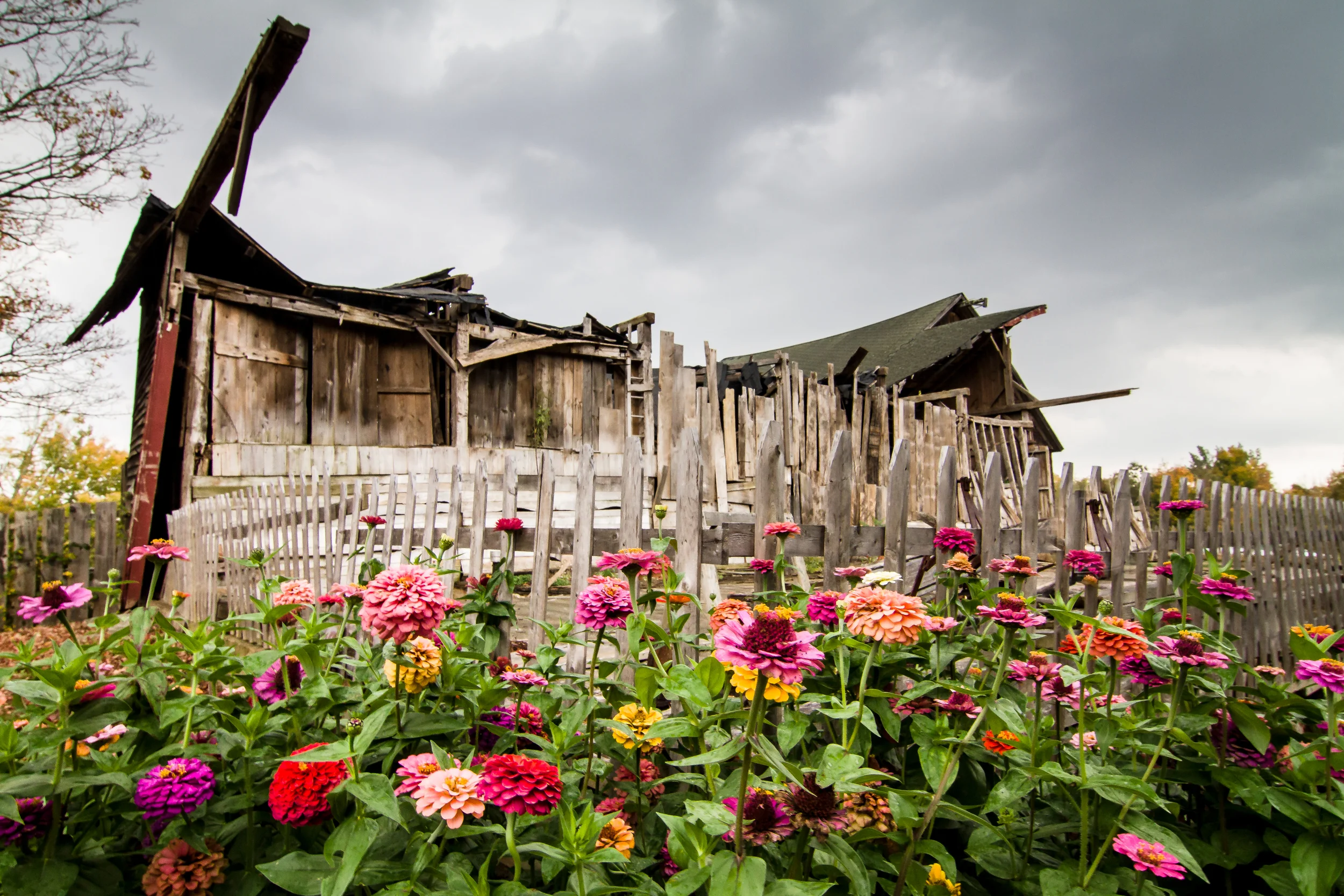 Vote for your Favorite Flower Image