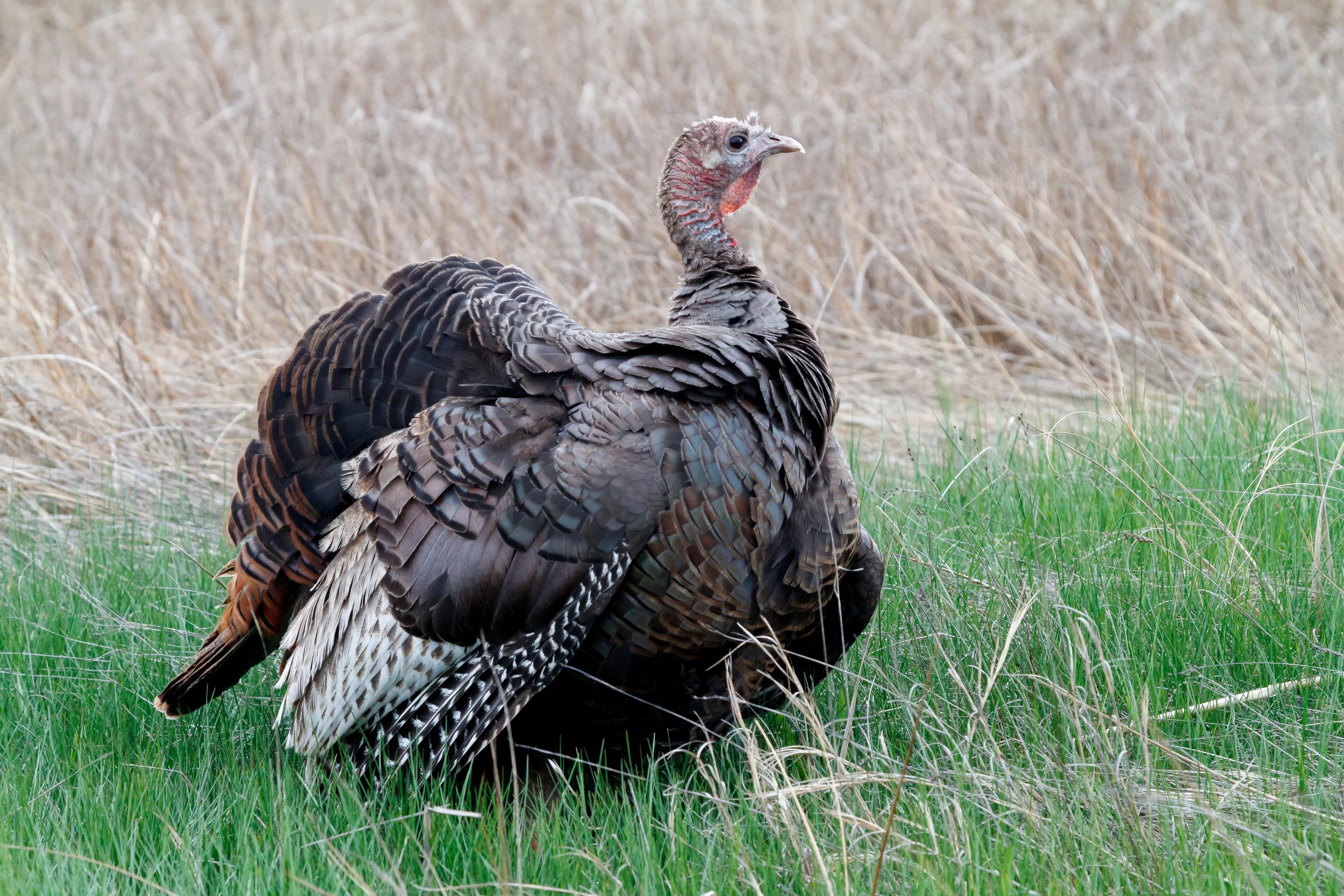 Weekly Photo Challenge:  Wildlife