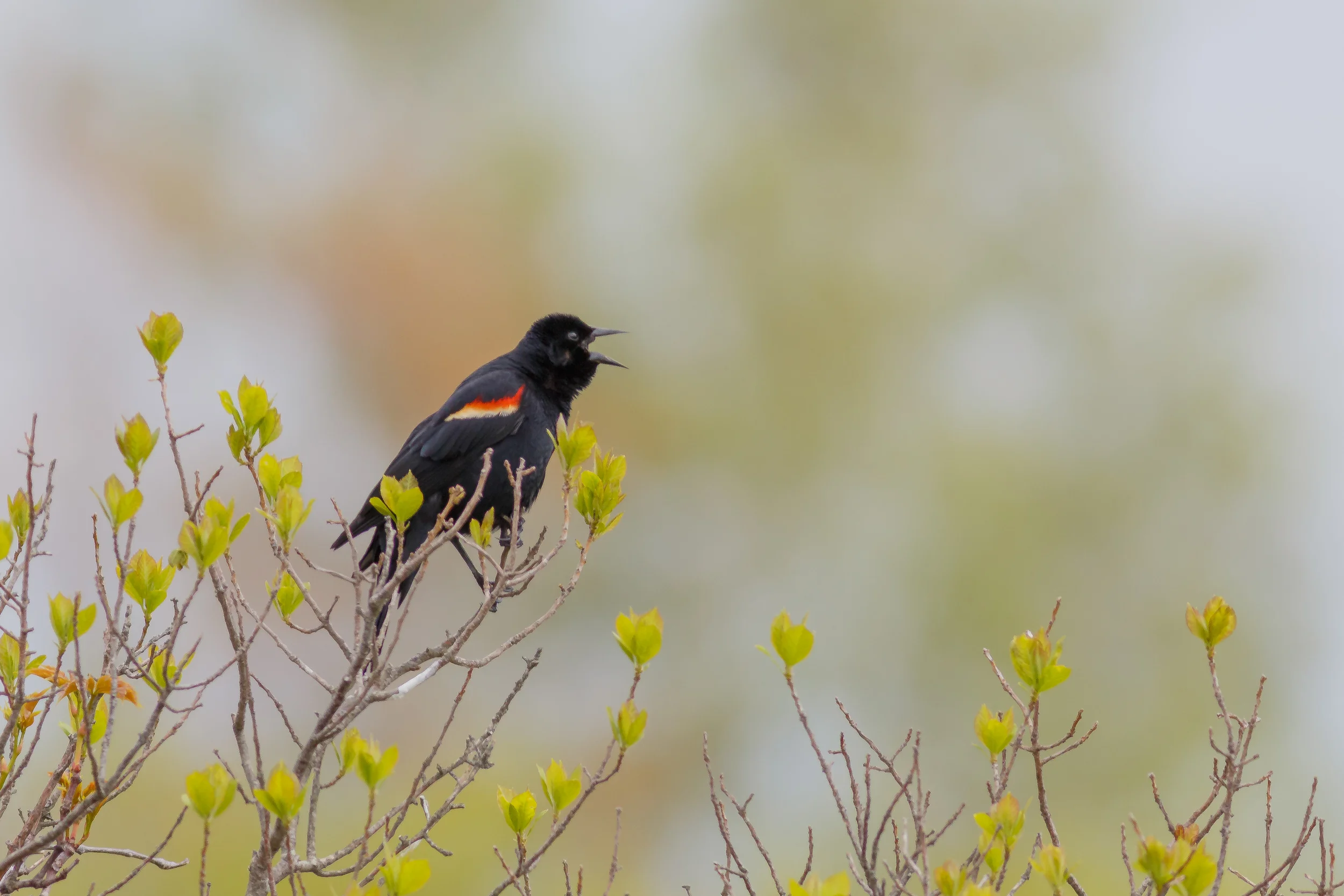 Red Winged Blackbird
