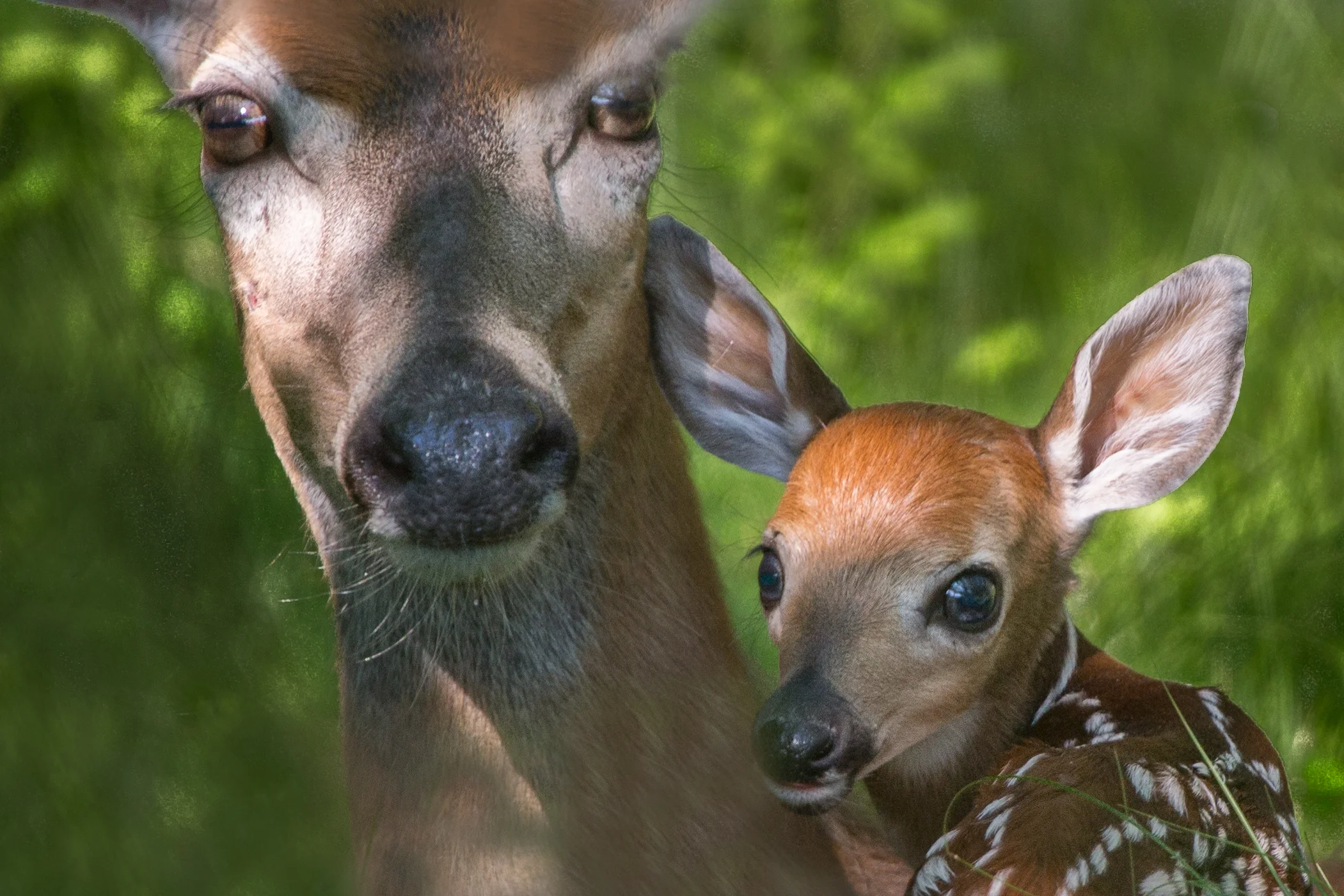 White-Tailed Deer:  Doe and Faun