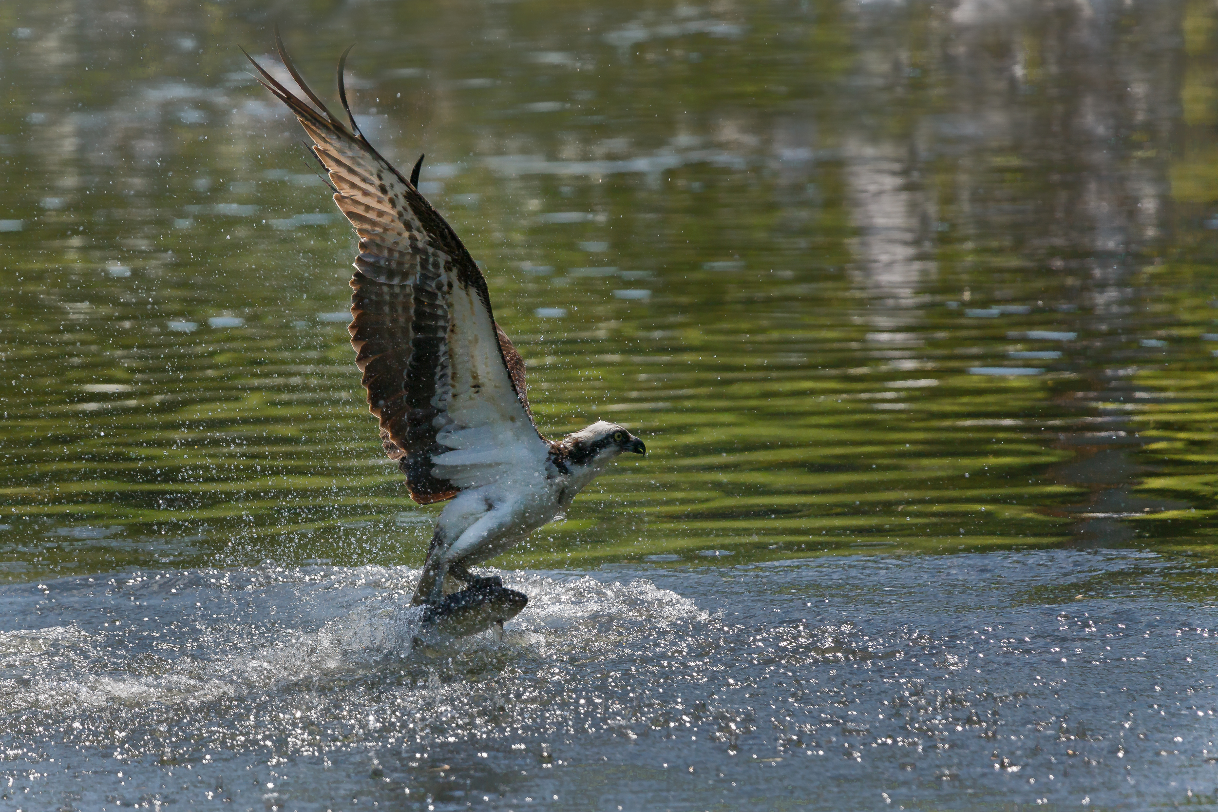 Osprey ME 2015-9636-Edit.jpg