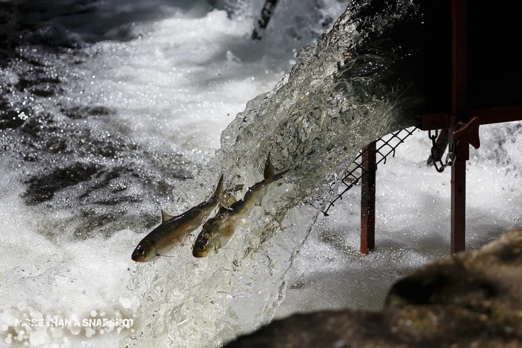 Osprey at Damariscotta Mills Fish Ladder