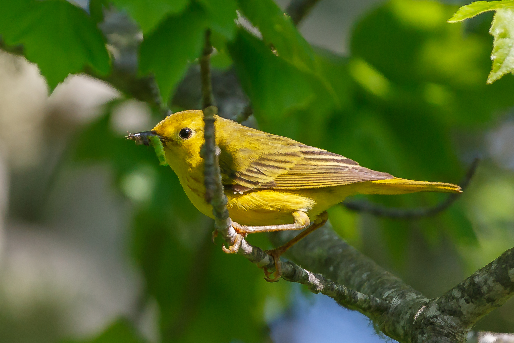 Yellow Warblers