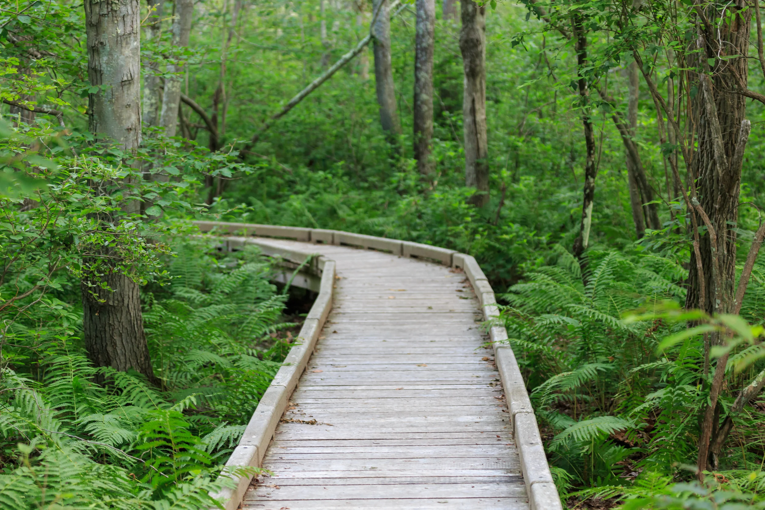 Dundery Brook Trail in Little Compton