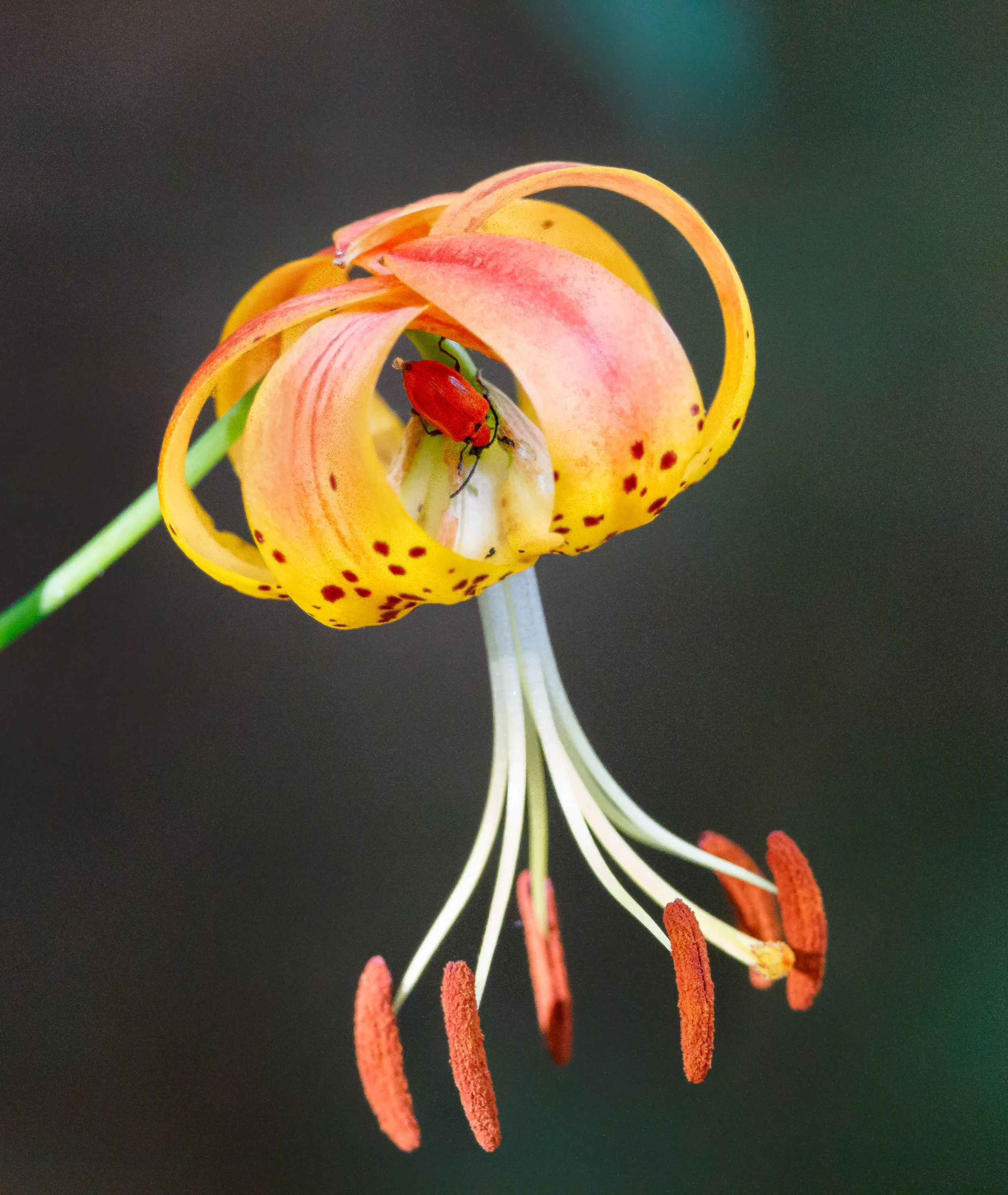 Tiger Lilly ( Lilium superbum ) and lily leaf beetle ( Lilioceris lilii )
