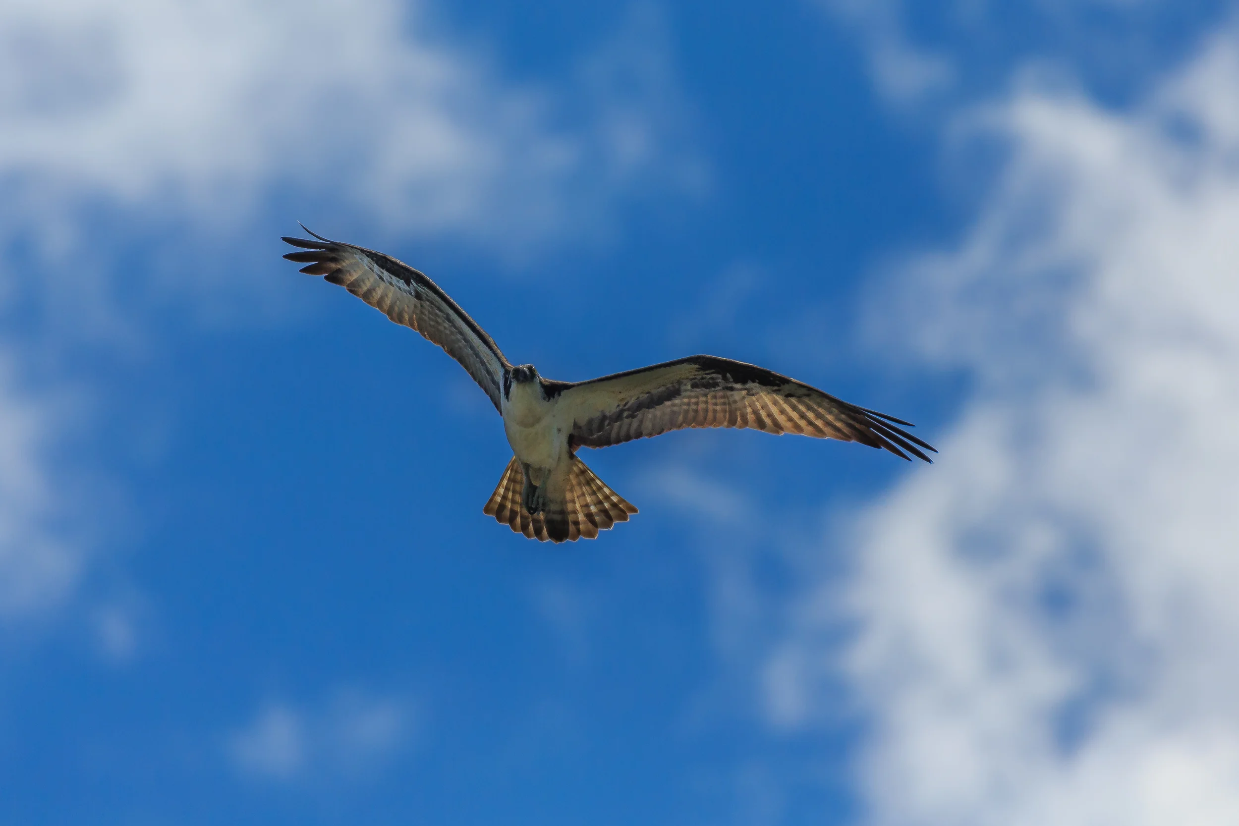 My New Fine Art Printing Class in Now Available.