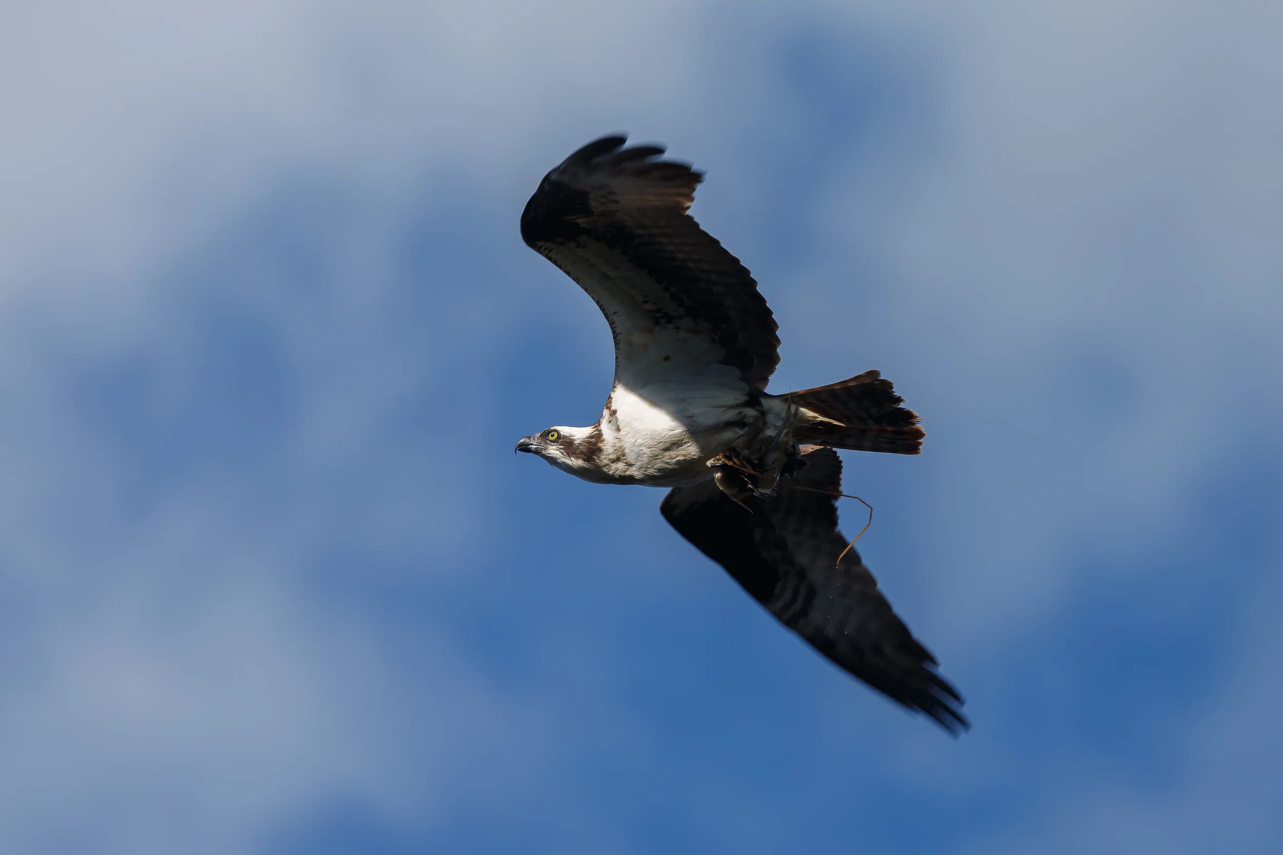 I was Shooting at Eagles and Ended Up with an Osprey