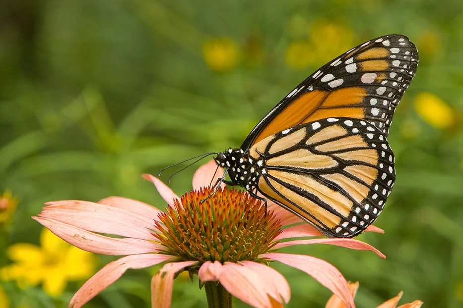 This is the image after it has been flipped, now your eyes have time to come into the image and then run into the butterfly. Image by Gary Detonnancourt