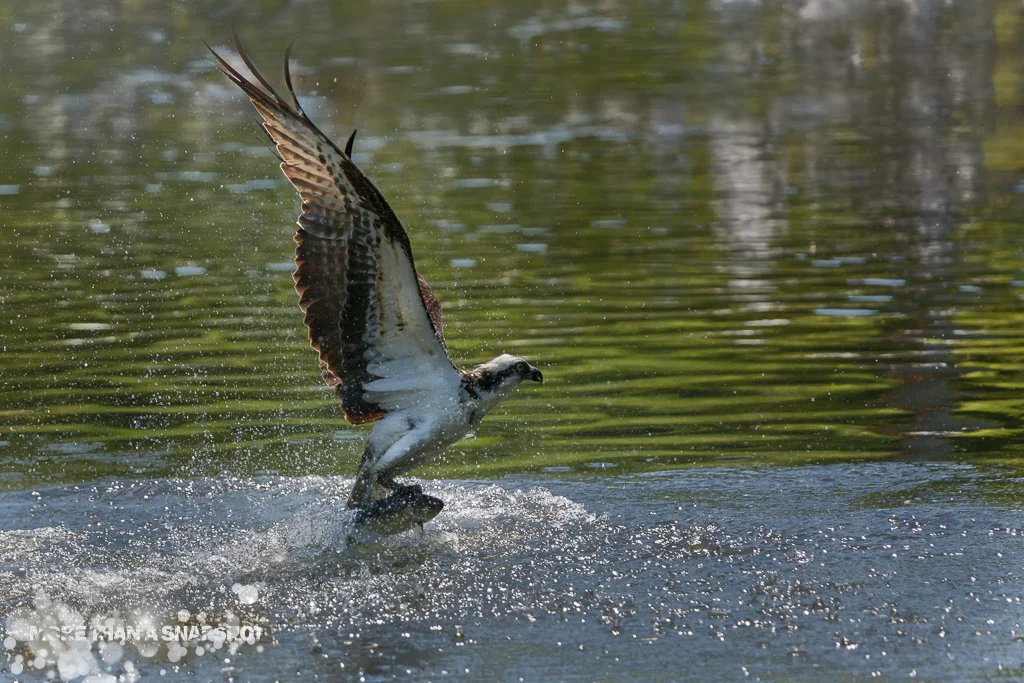 Osprey - Image by Gary Detonnancourt