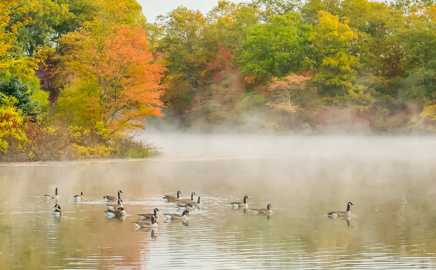 Image Critiques for 11/12/2015