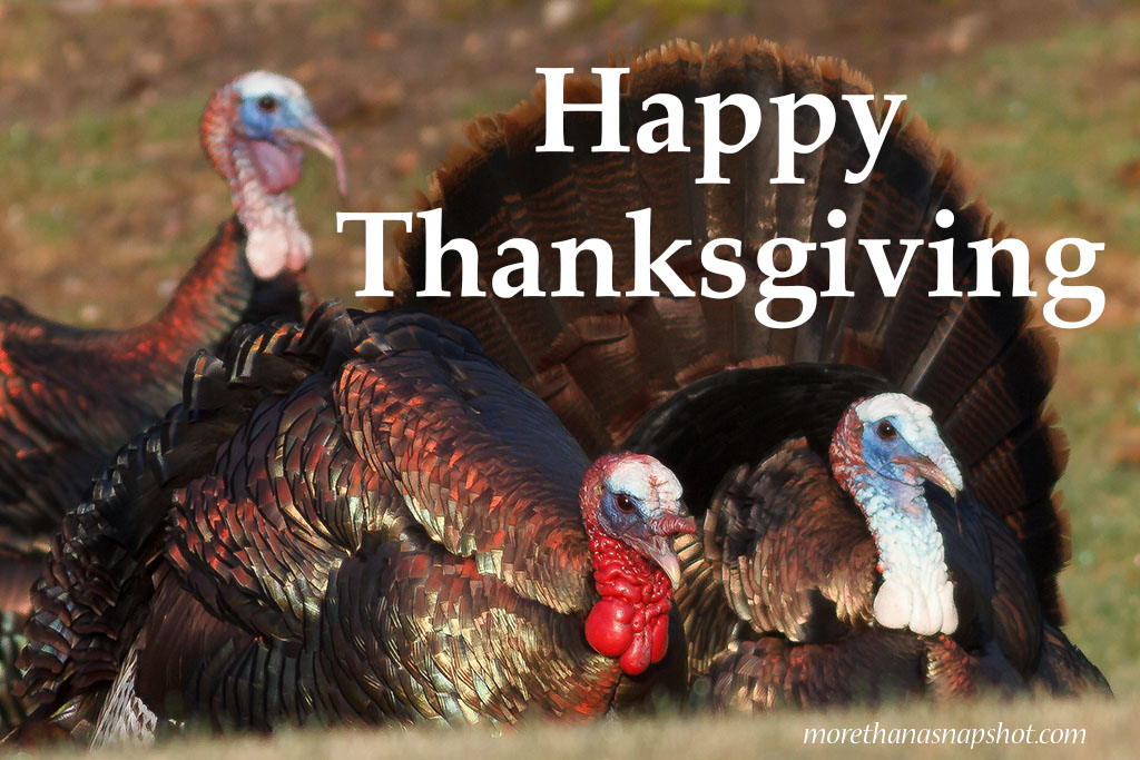 Happy Thanksgiving