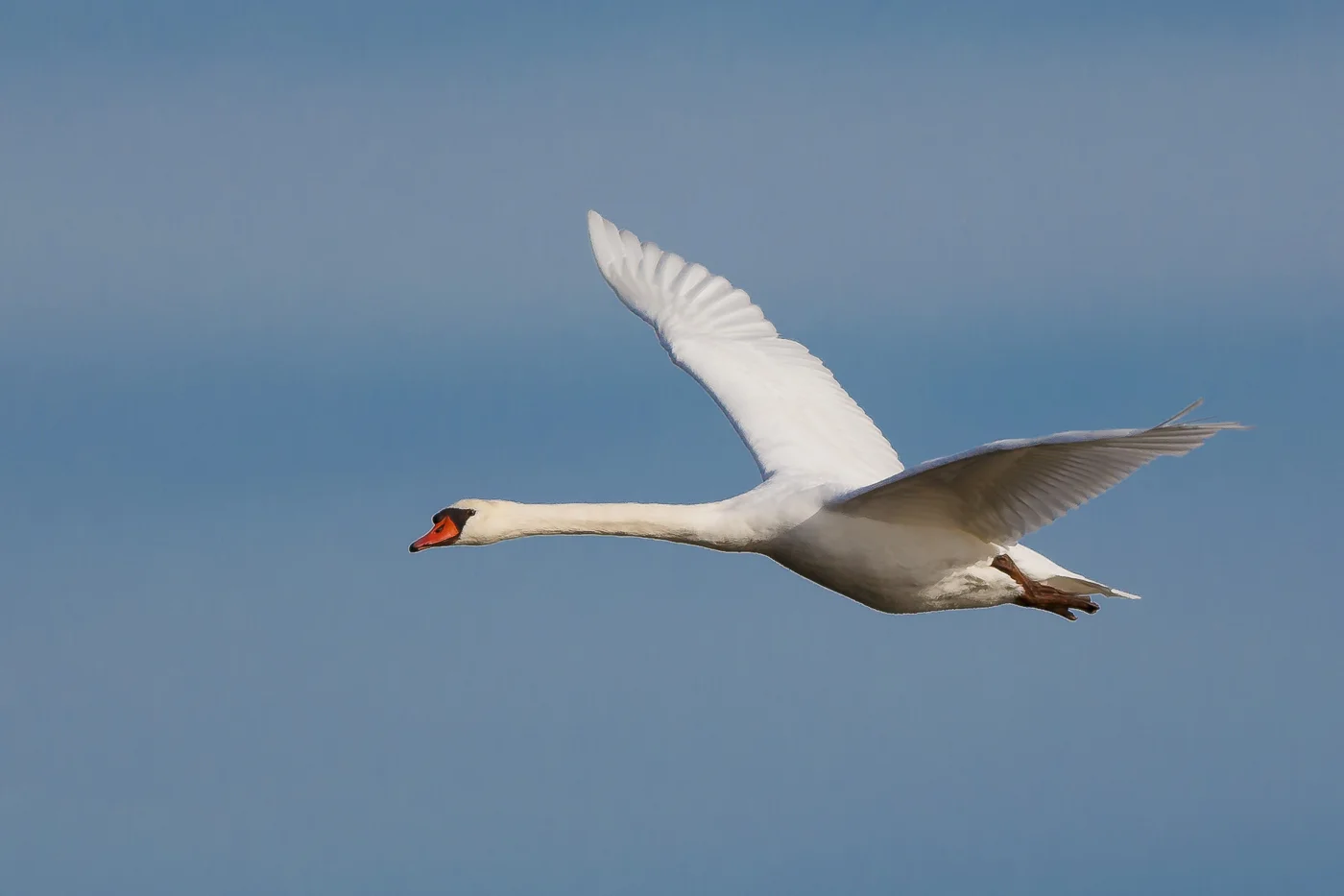 Canon's AF Configuration Tool for Birds in Flight
