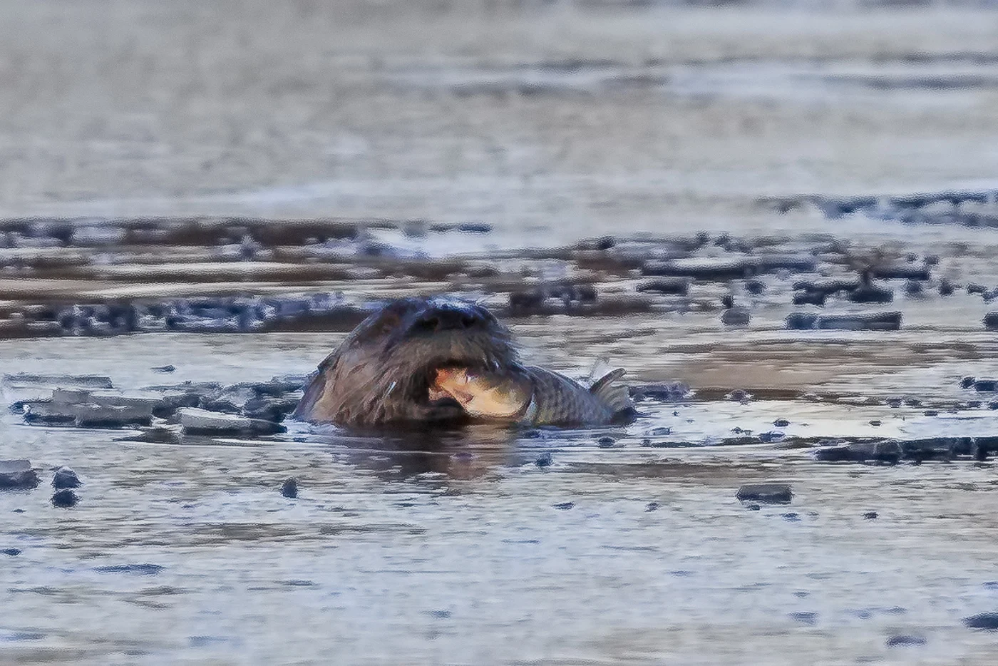 Topaz Releases DeNoise 6 ($30 OFF)