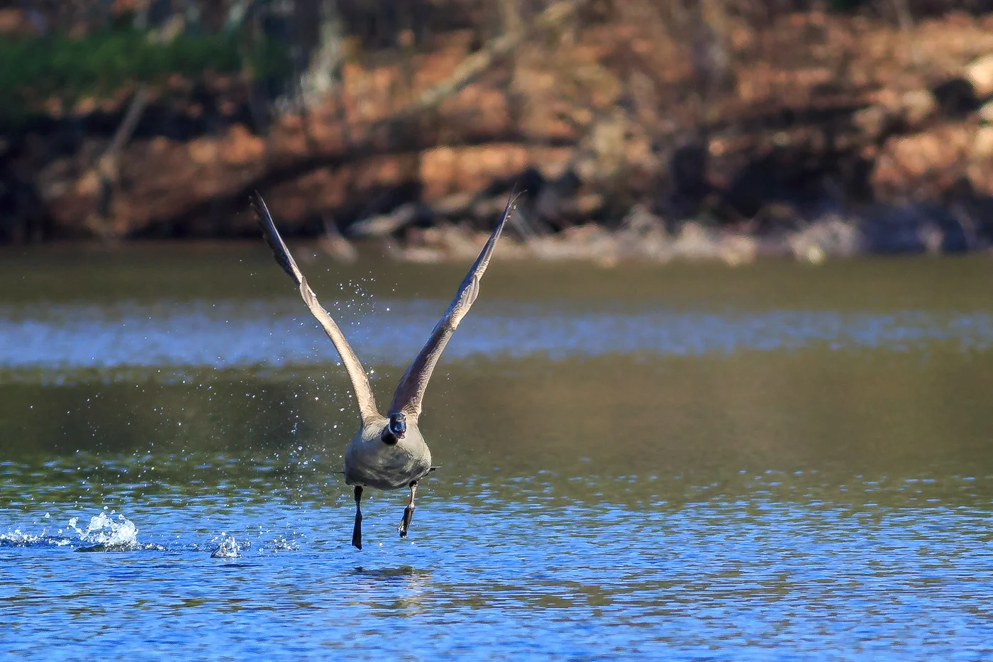 Wildlife Video