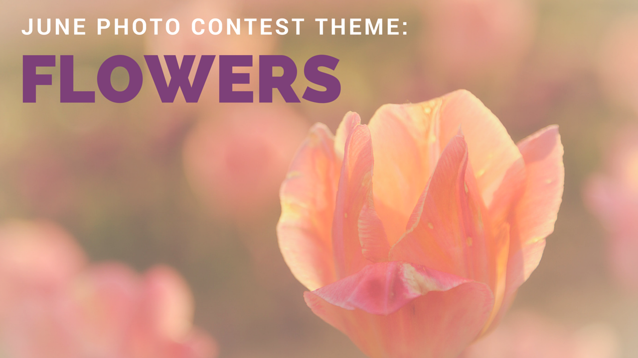 Monthly Photo Contest:  Flowers