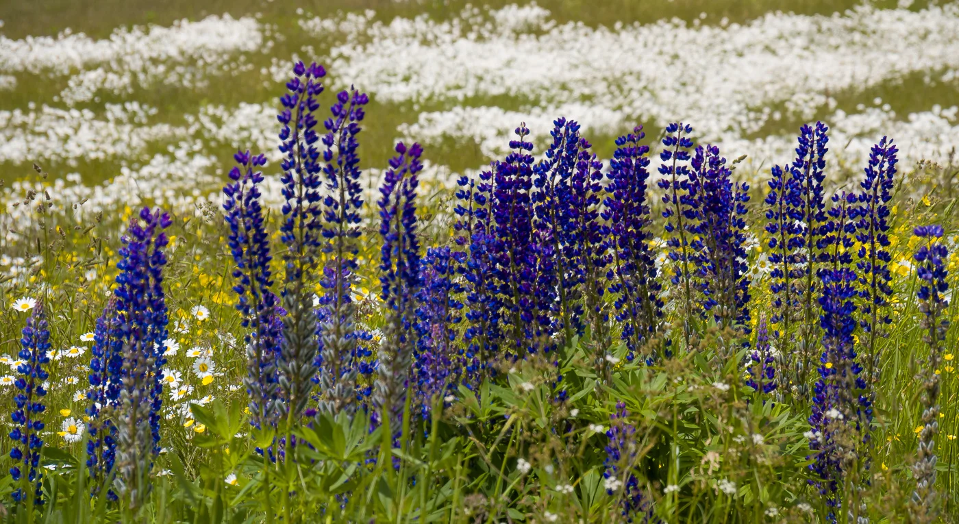 Great Year for Lupine