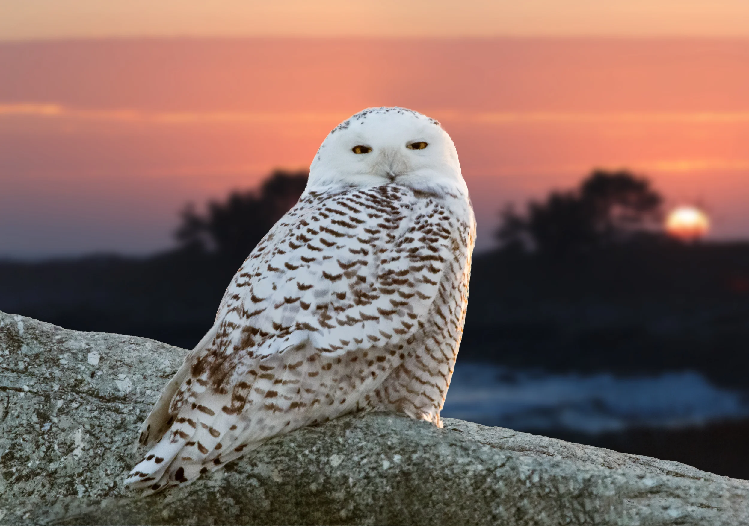 Content Aware Crop in Photoshop 2015.5 