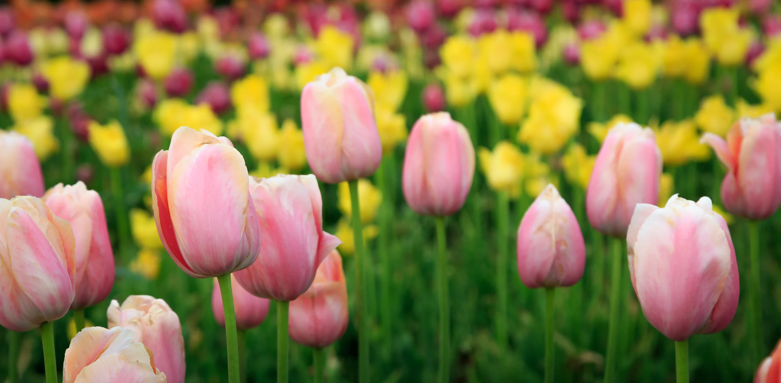 Don't Forget to Enter Your Flower Images this Month