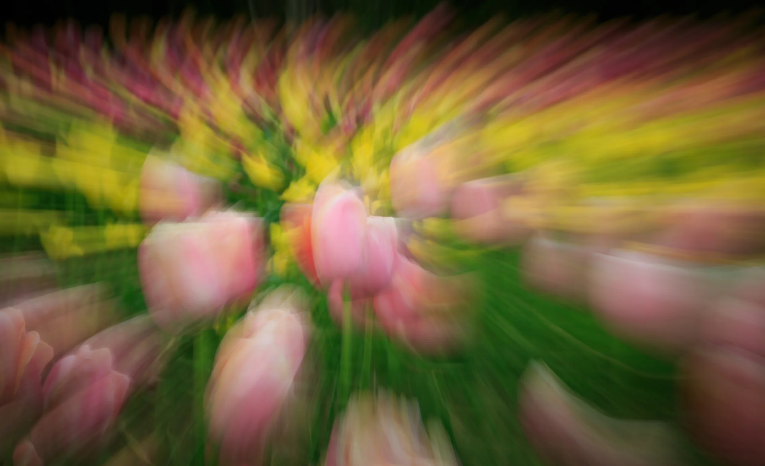 This images was made by twisting the zoom ring on the lens during the exposure. When doing this technique, try to put a main subject in the center of the frame in the hopes of getting one flower in focus. I didn't quite achieve that with these images but I have with sunflowers in the past.