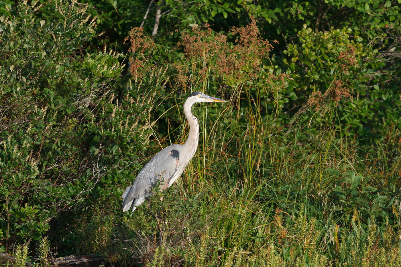 I photographed this heron while bass fishing last week. Luckily this bird keeps going to the bank with great light just before sunset.