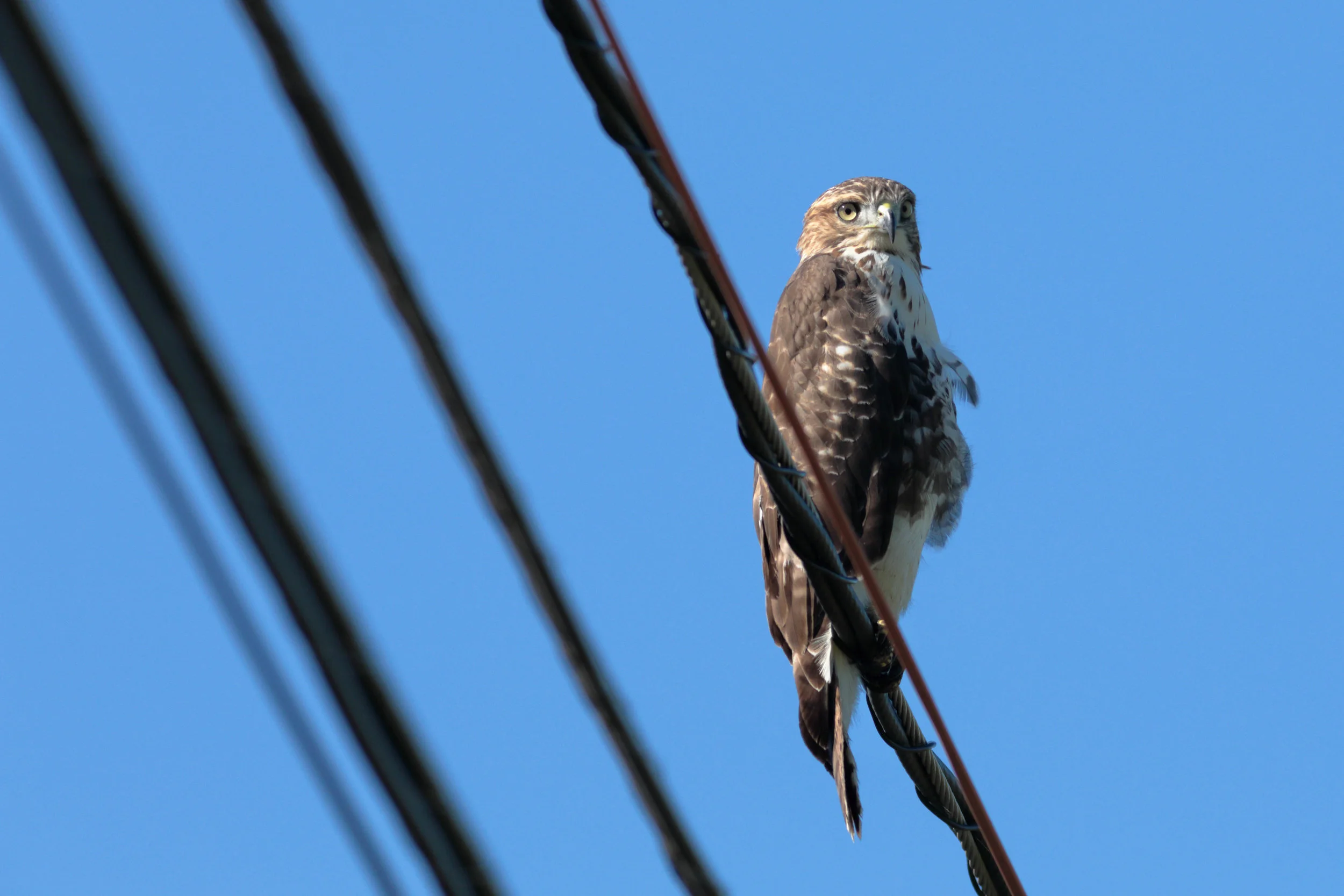 Canon's DPP 4 Vs. Lightroom CC 2015 for Color