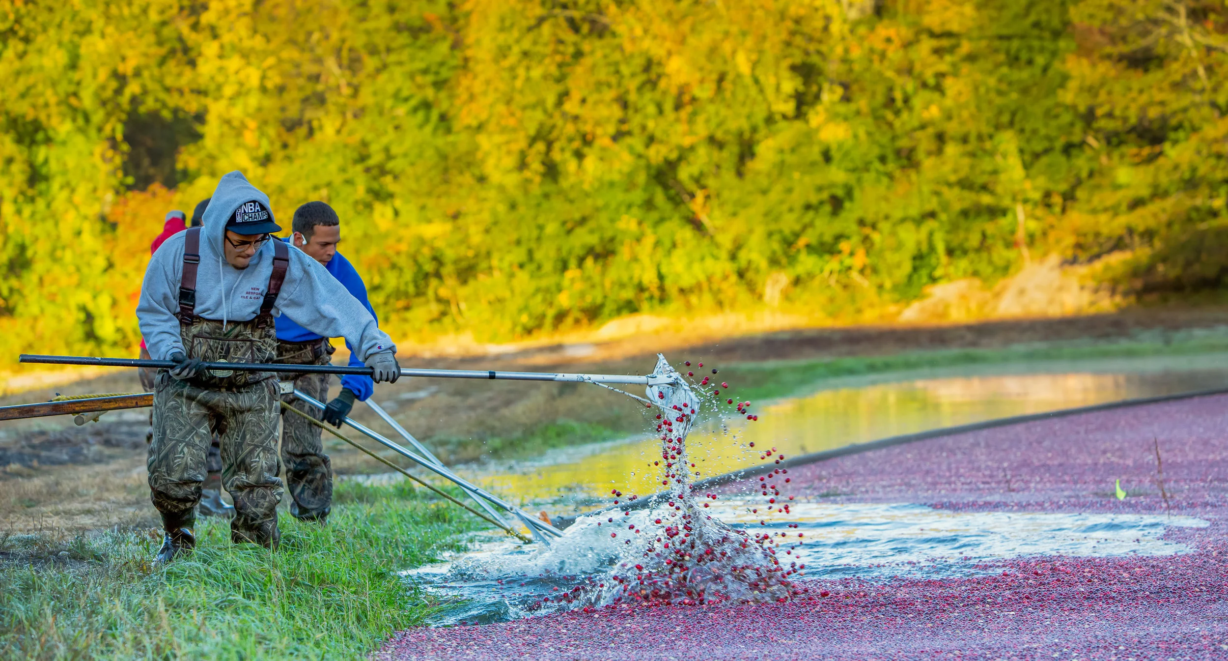 First, the workers push the cranberries away from the edges of the bog, while a truck pull a rubber strip around the cranberries.