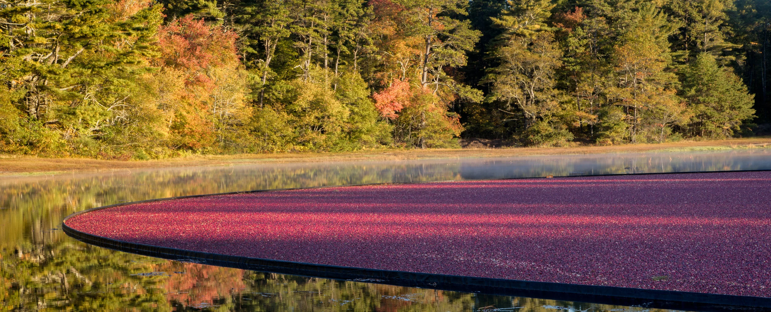 Cranberry Bog in Massachusetts