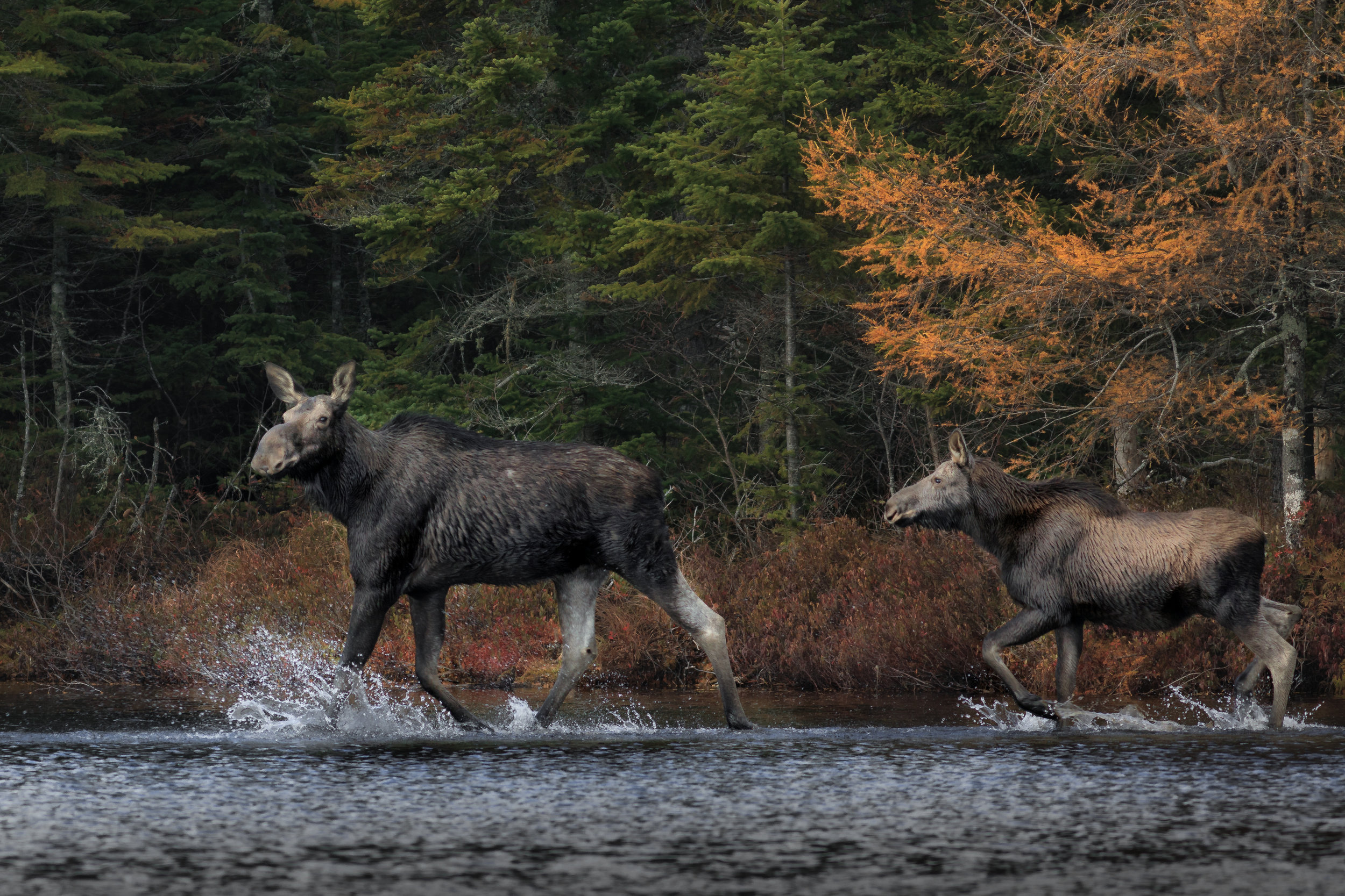 Mainly Moose