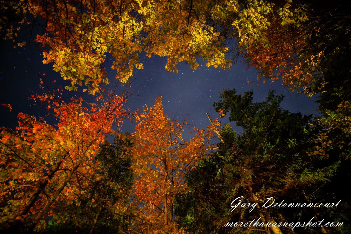 Fall Foliage and the Night Sky