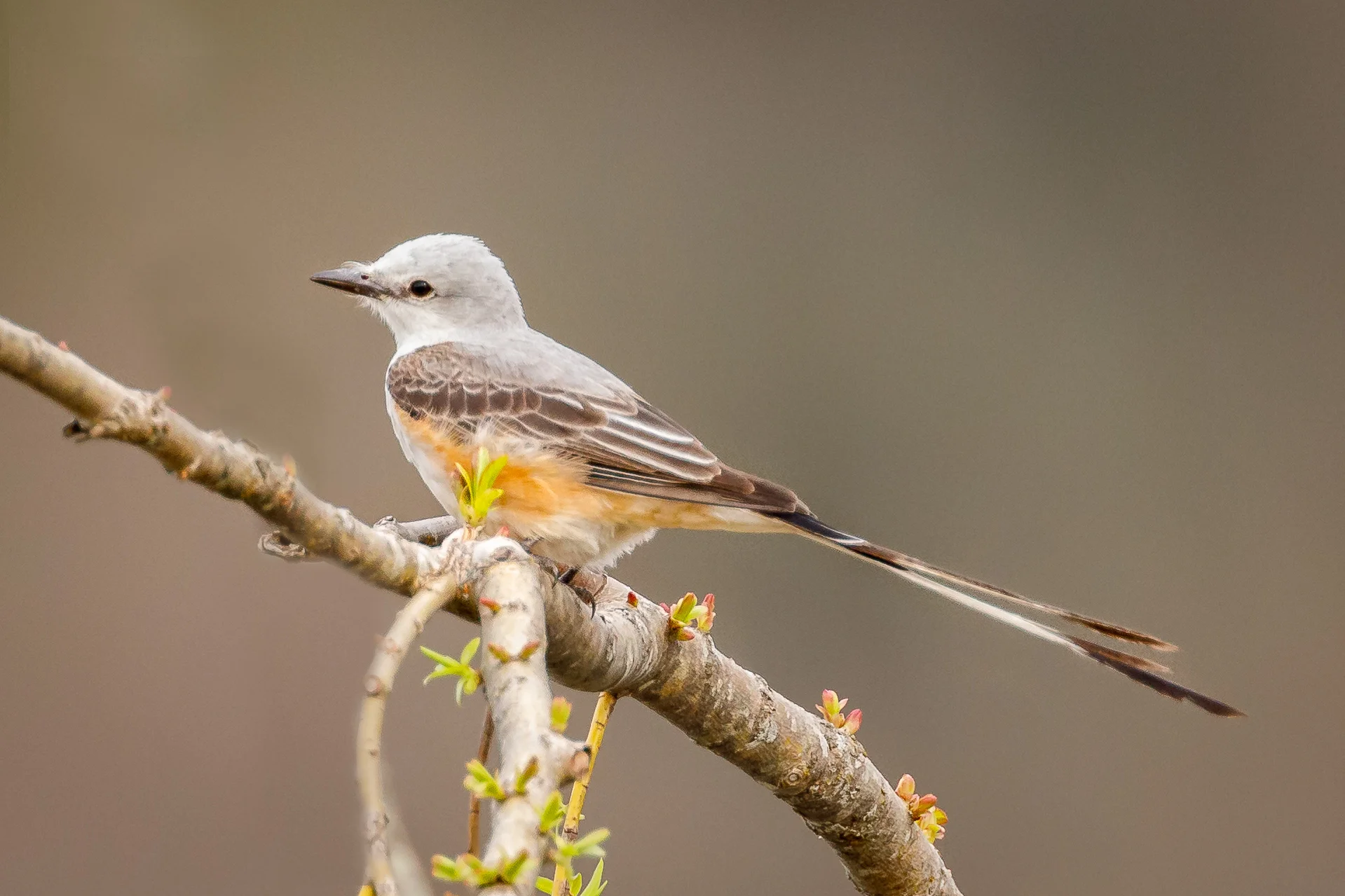 An Unusual Bird to Find in Rhode Island