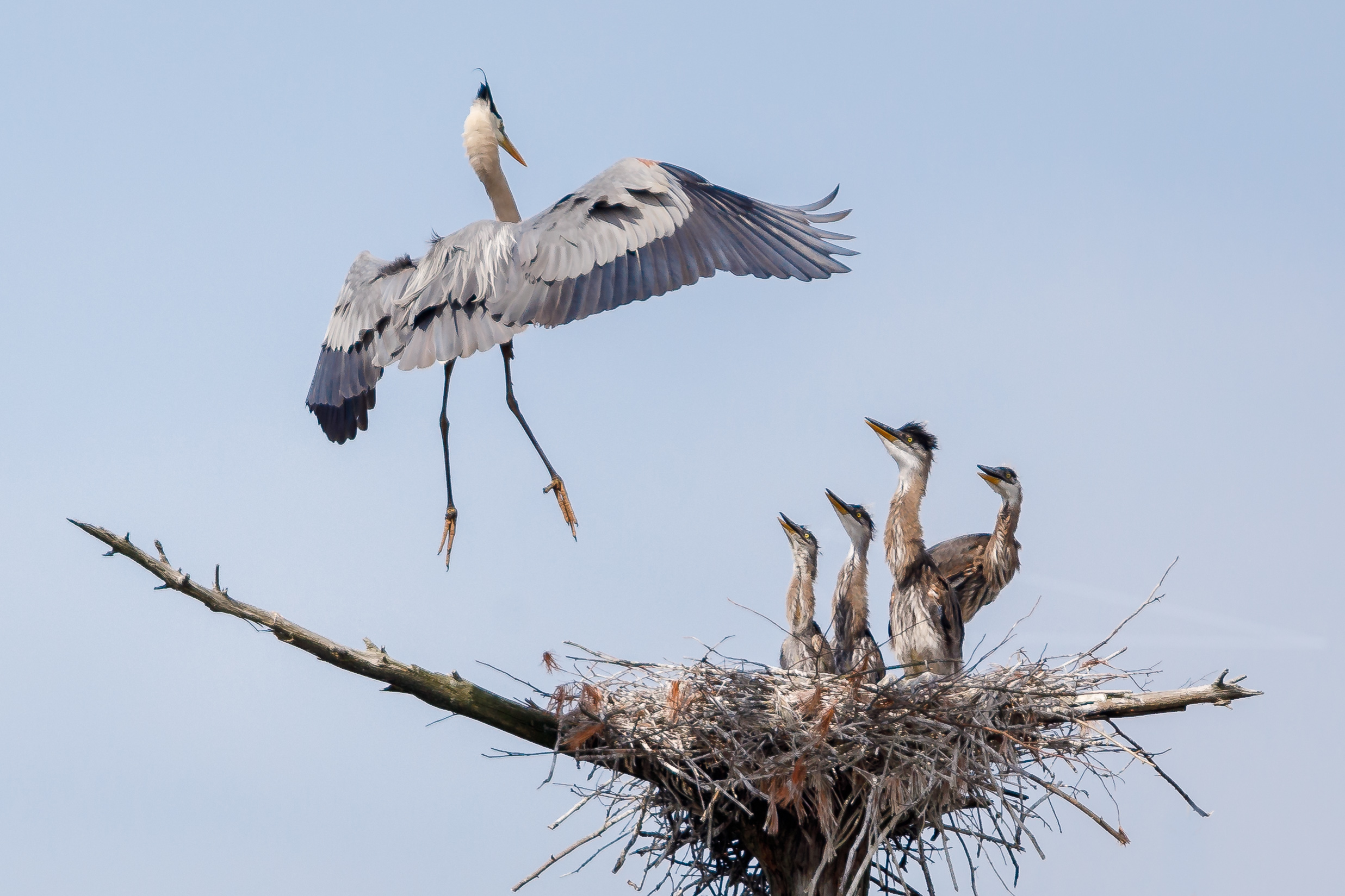 Heron Rookery 3-2534.jpg