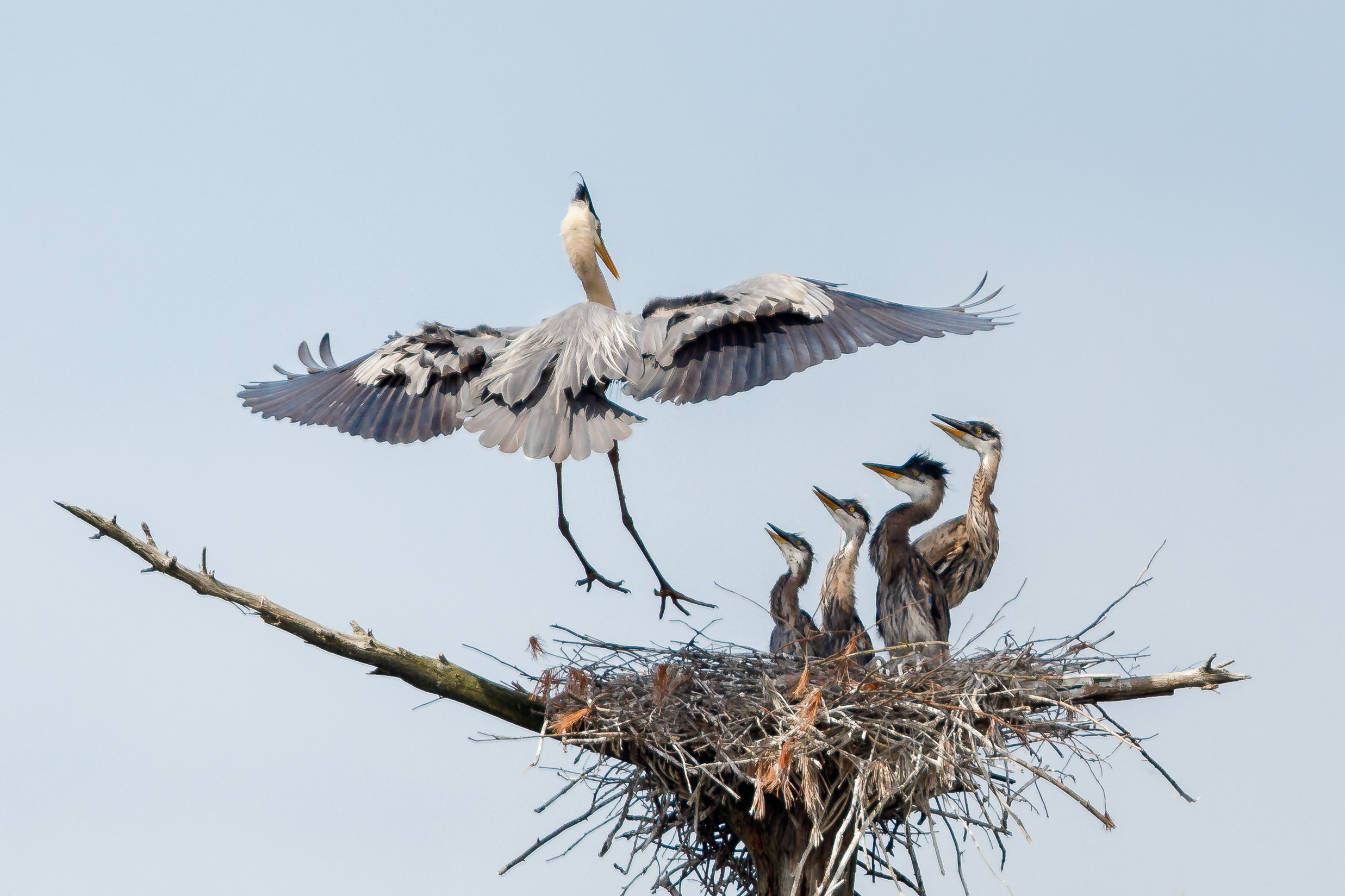 Heron Rookery 3-2535-Edit.jpg