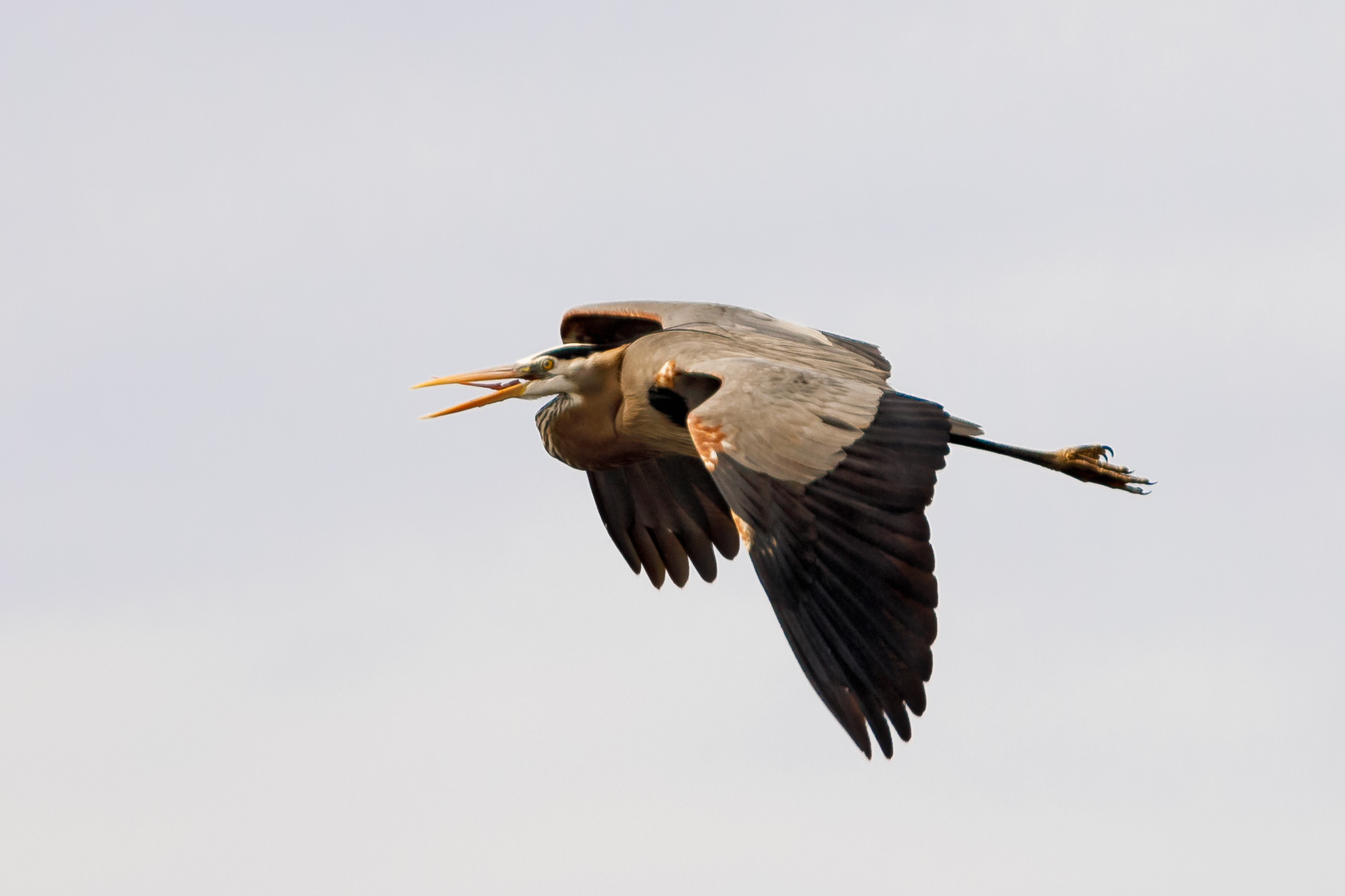 Heron Rookery-1949-Edit.jpg