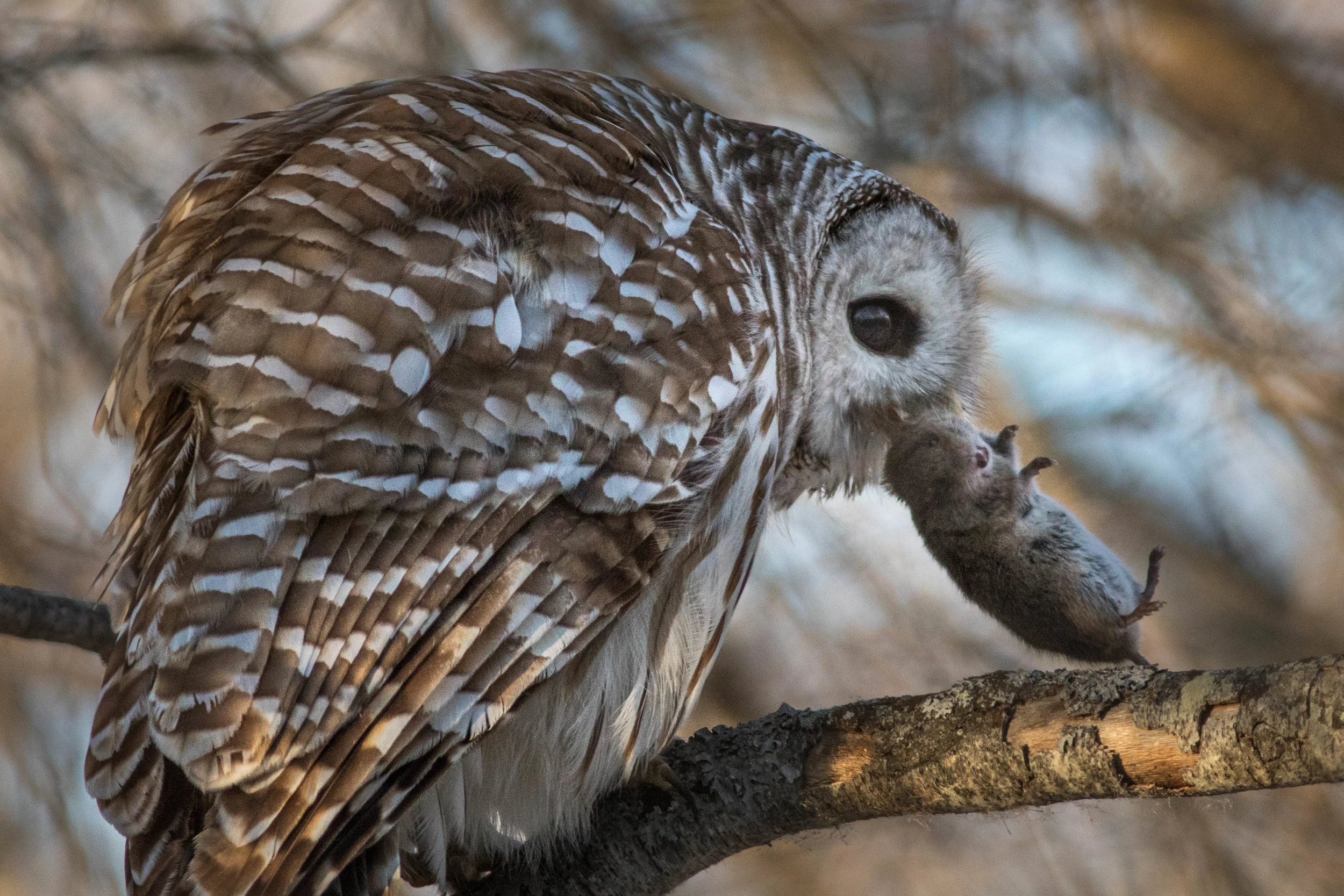 Owl Sounds