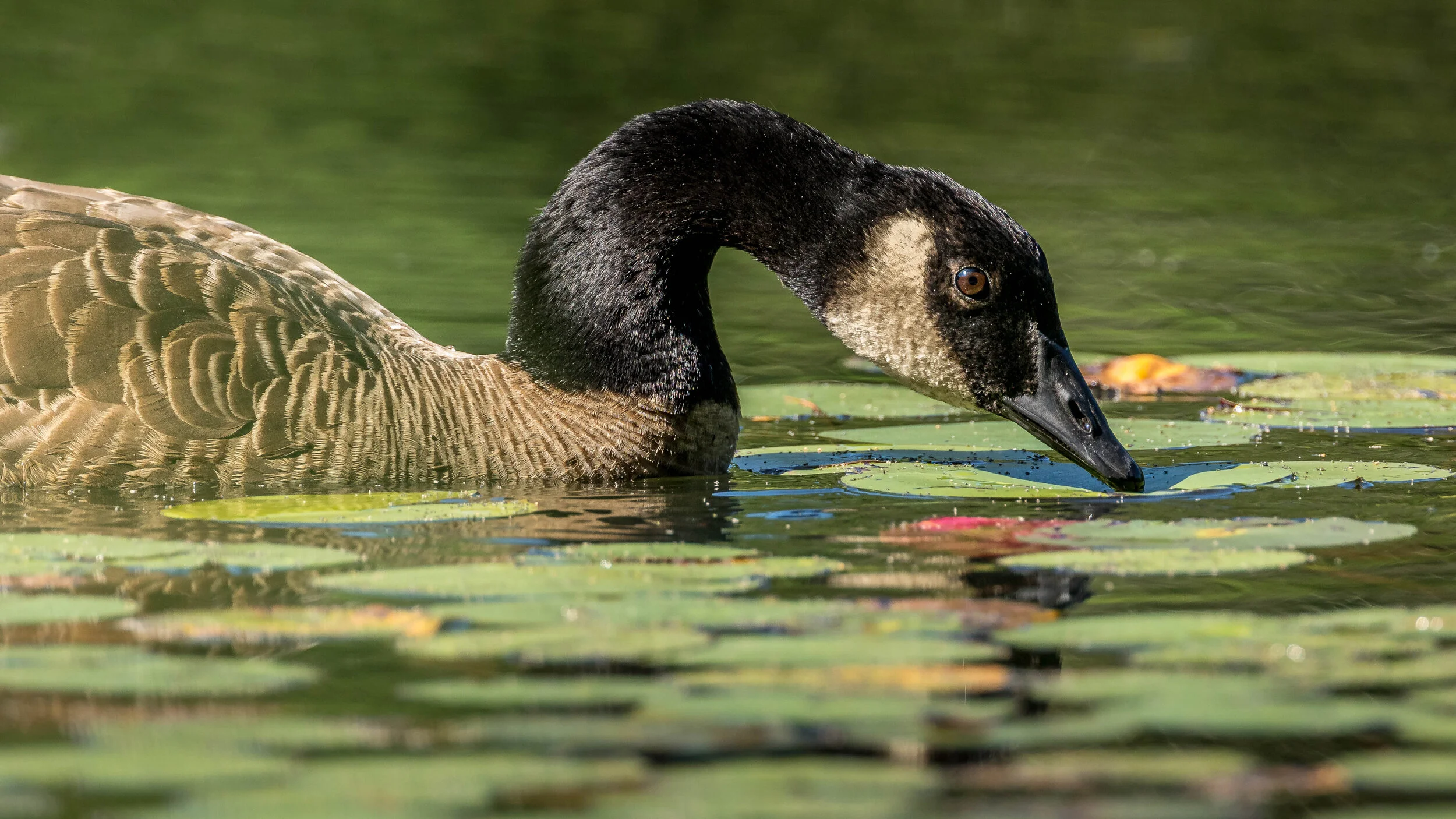 Wildlife Photography Practice Session at my Local Pond  