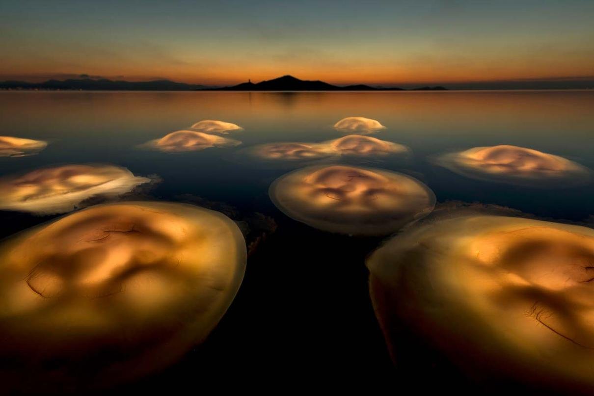 European Wildlife Photographer of the Year Awards Ceremony 2021
