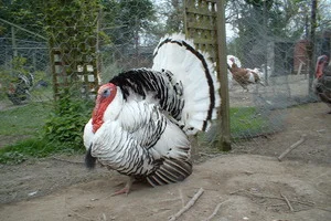 Pied Crowlitzer turkey (image: RBST).