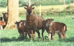 Castlemilk Moorit sheep (image: RBST).