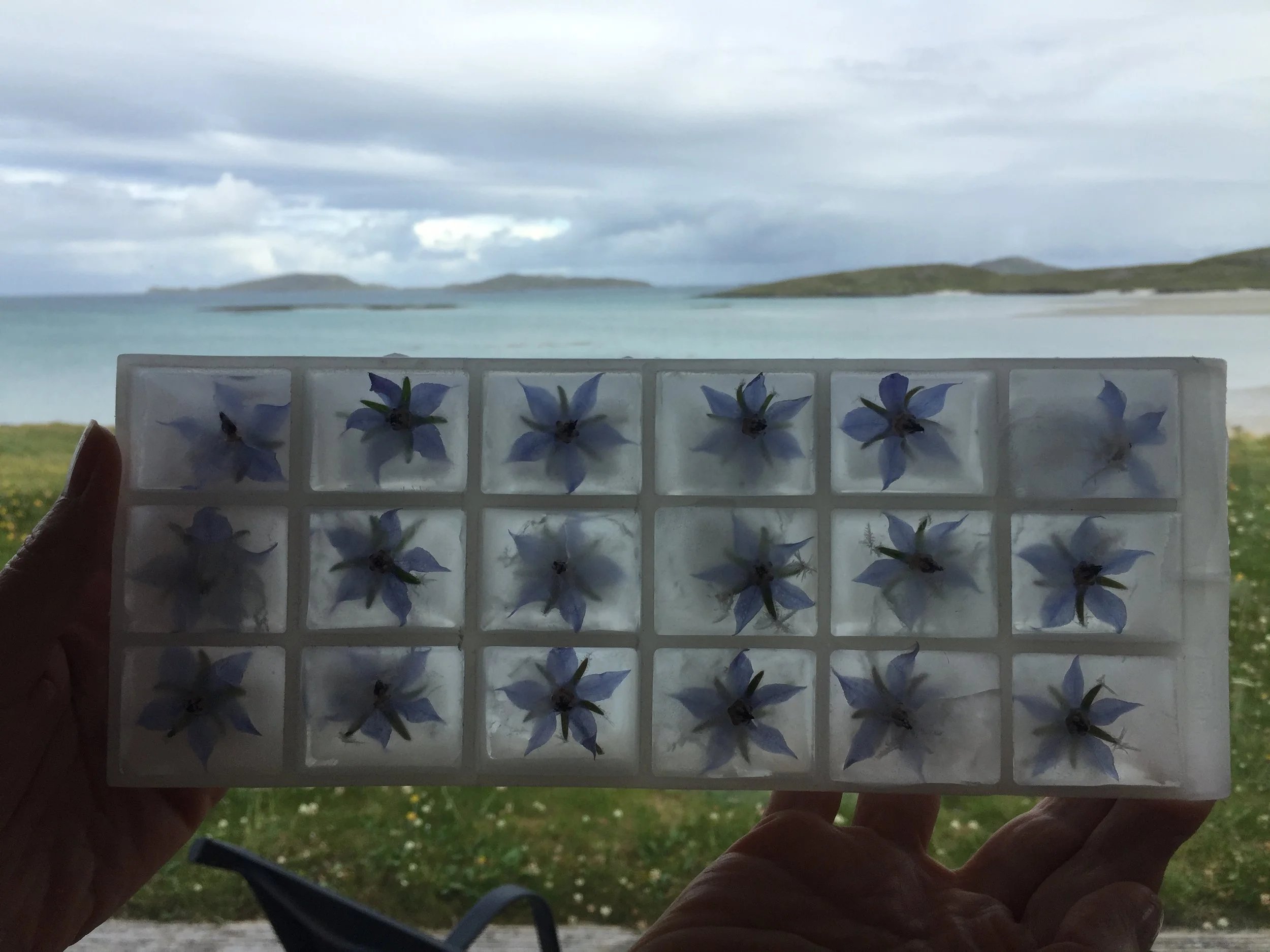 Ice-cubes made with foraged borage flowers