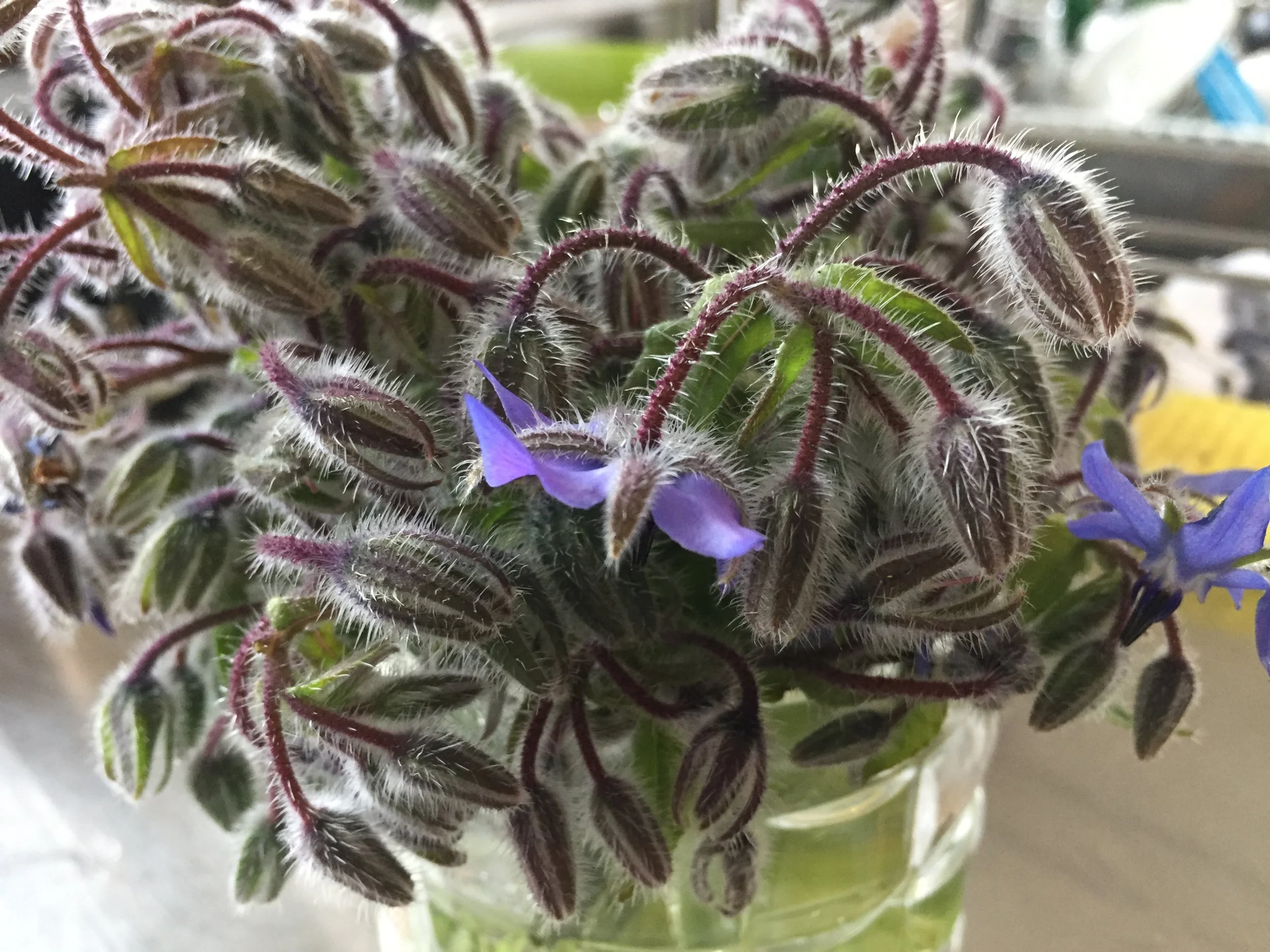 The borage plants!